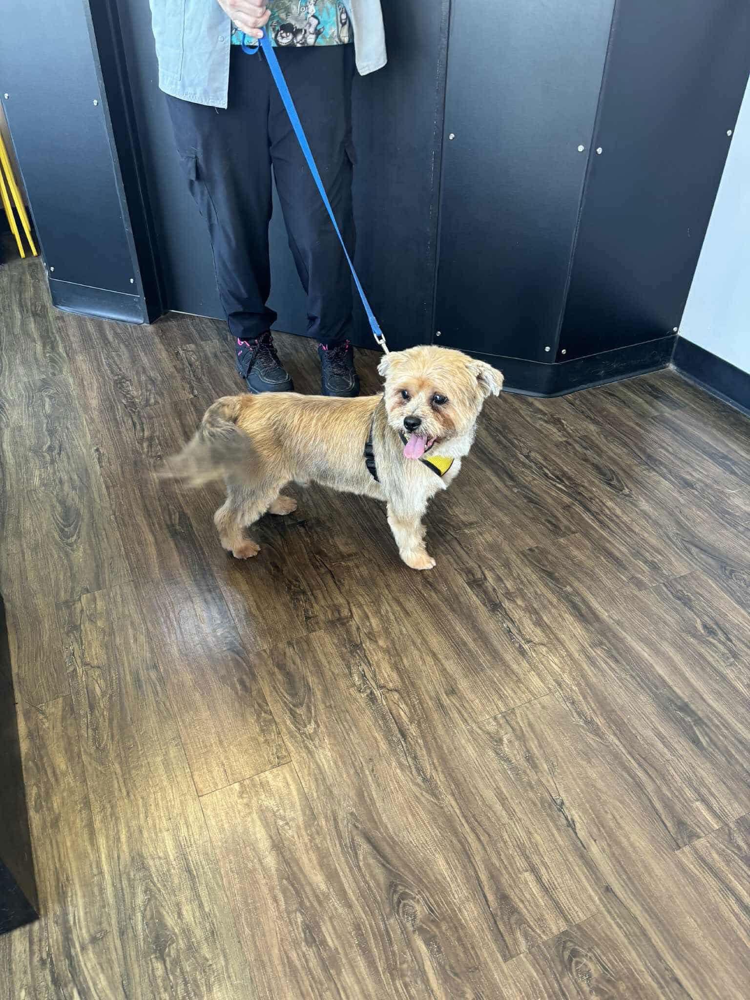 Emmit, a Adopted mixed breed in Ashville, OH image 1/5