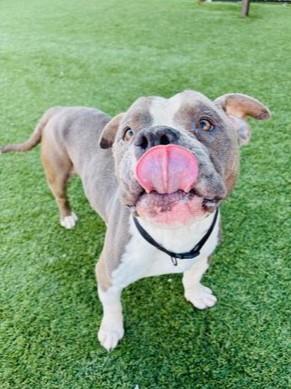 BUBBA — thumbnail 2