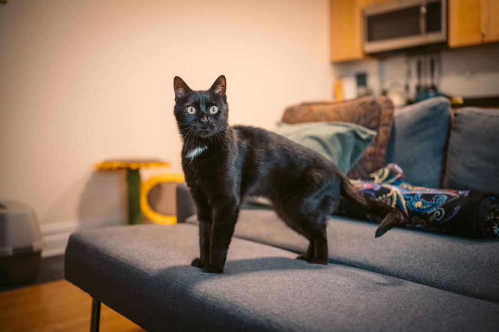 Enlarge Barry Manilow, a Adoptable mixed breed in New York, NY image 2/6