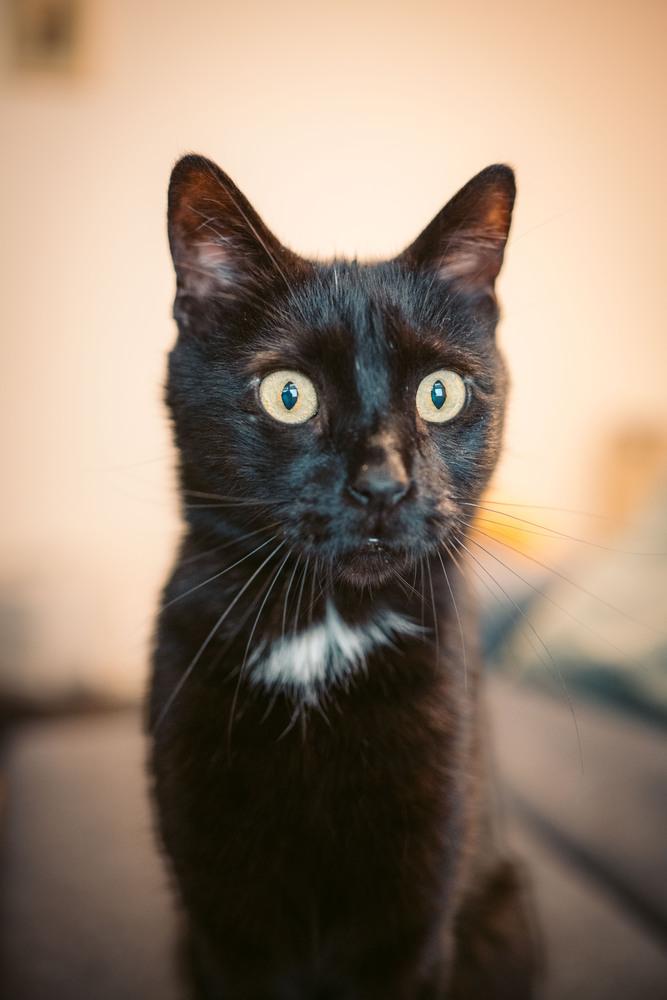 Enlarge Barry Manilow, a Adoptable mixed breed in New York, NY image 3/6