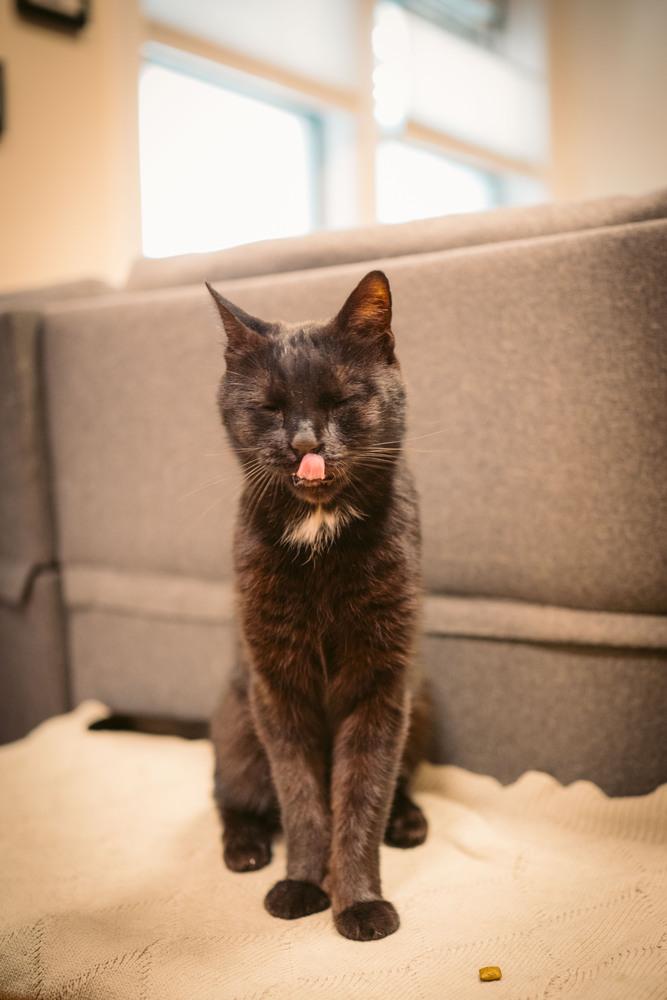 Enlarge Barry Manilow, a Adoptable mixed breed in New York, NY image 4/6