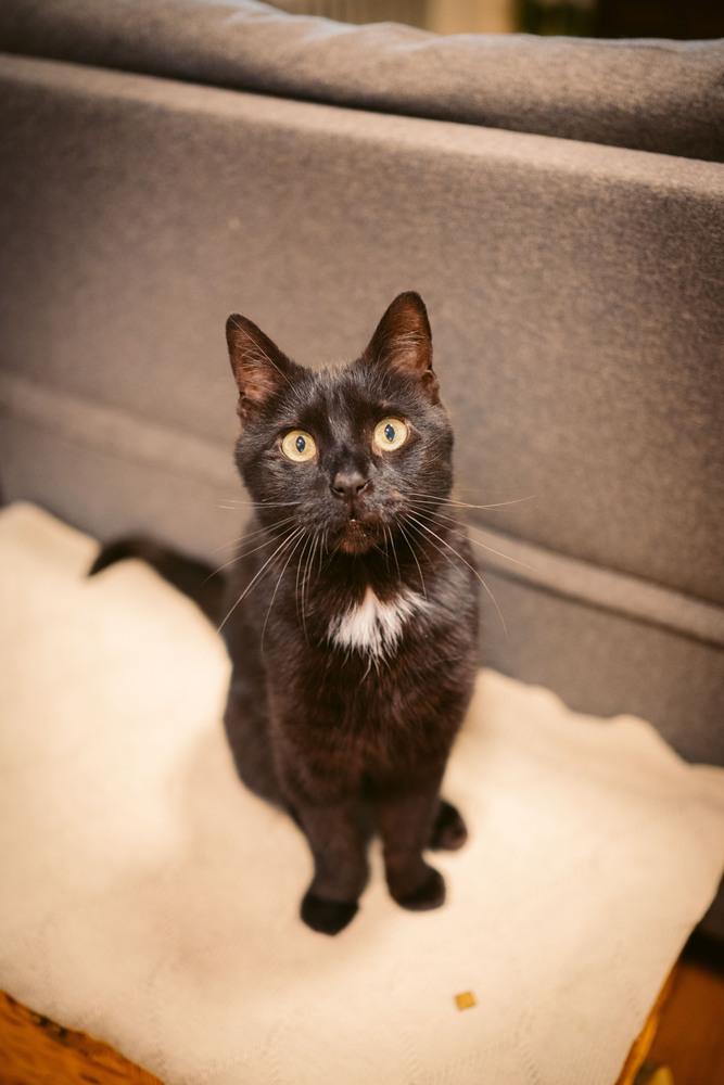 Enlarge Barry Manilow, a Adoptable mixed breed in New York, NY image 5/6