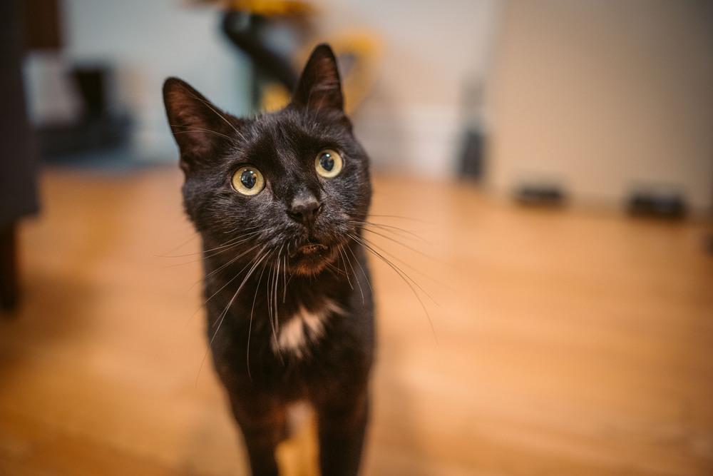 Enlarge Barry Manilow, a Adoptable mixed breed in New York, NY image 6/6