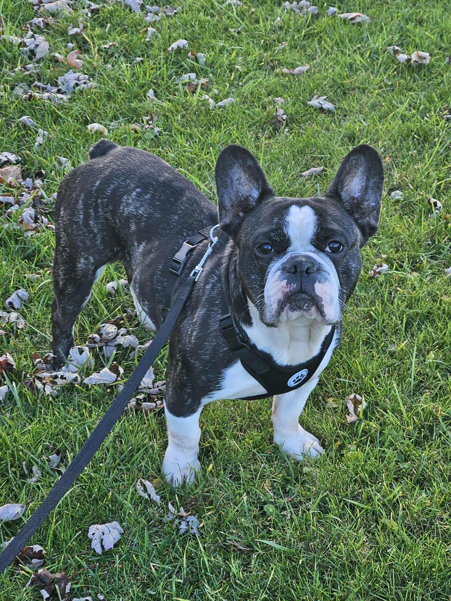 Enlarge Cola, a ADOPTABLE French Bulldog in Rochester , NY image 3/6