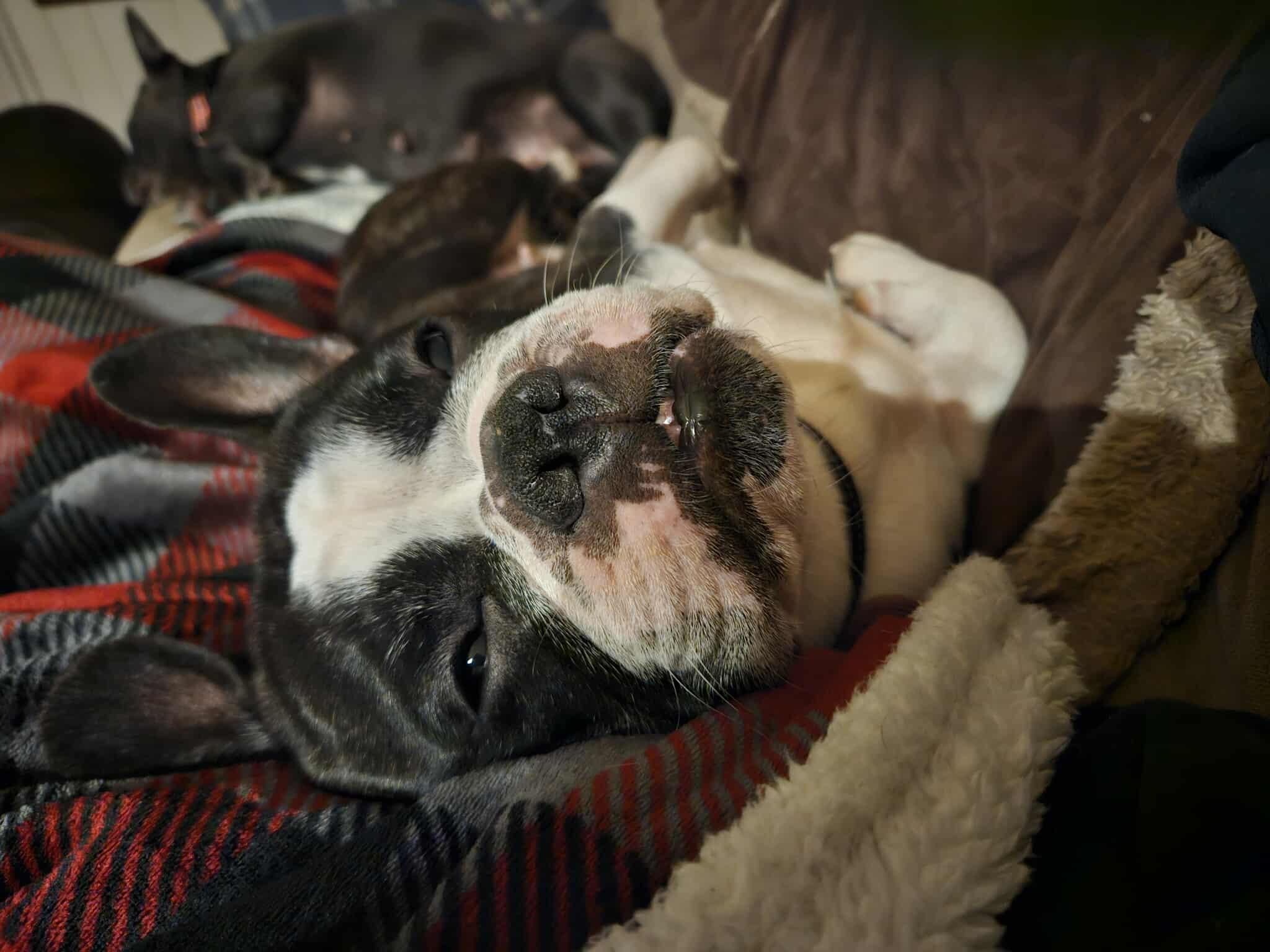 Enlarge Cola, a ADOPTABLE French Bulldog in Rochester , NY image 4/6