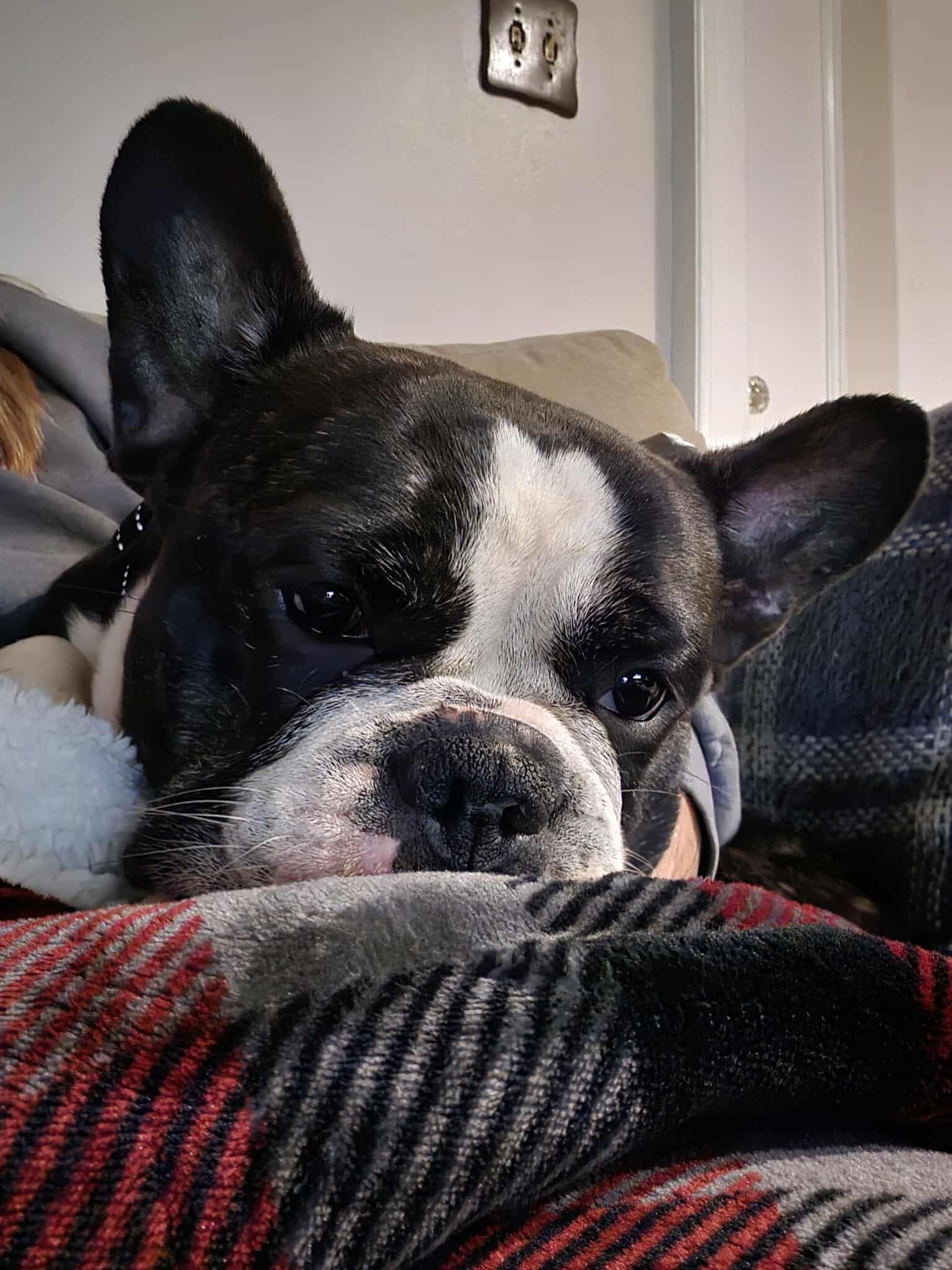 Enlarge Cola, a ADOPTABLE French Bulldog in Rochester , NY image 2/6