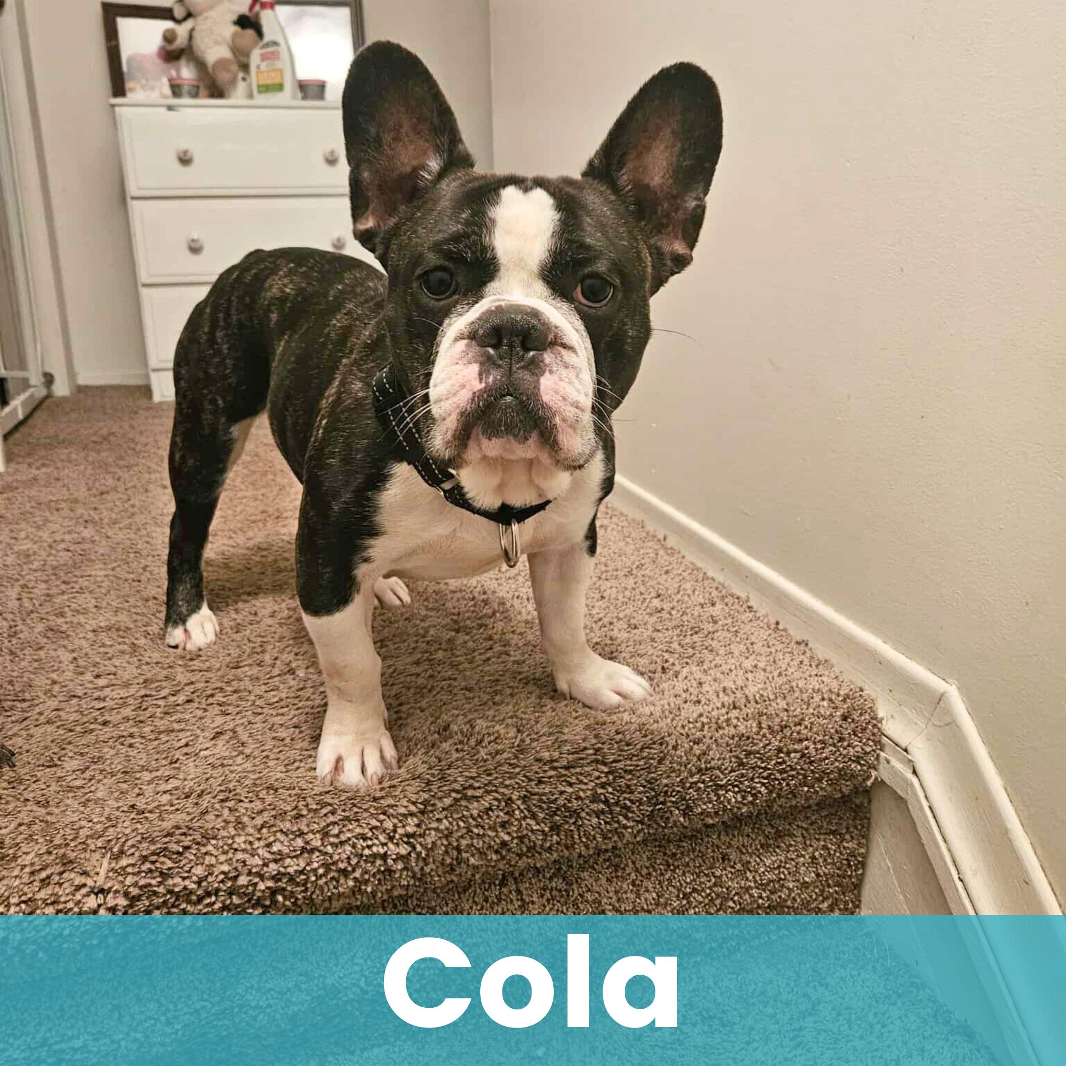 Enlarge Cola, a ADOPTABLE French Bulldog in Rochester , NY image 1/6