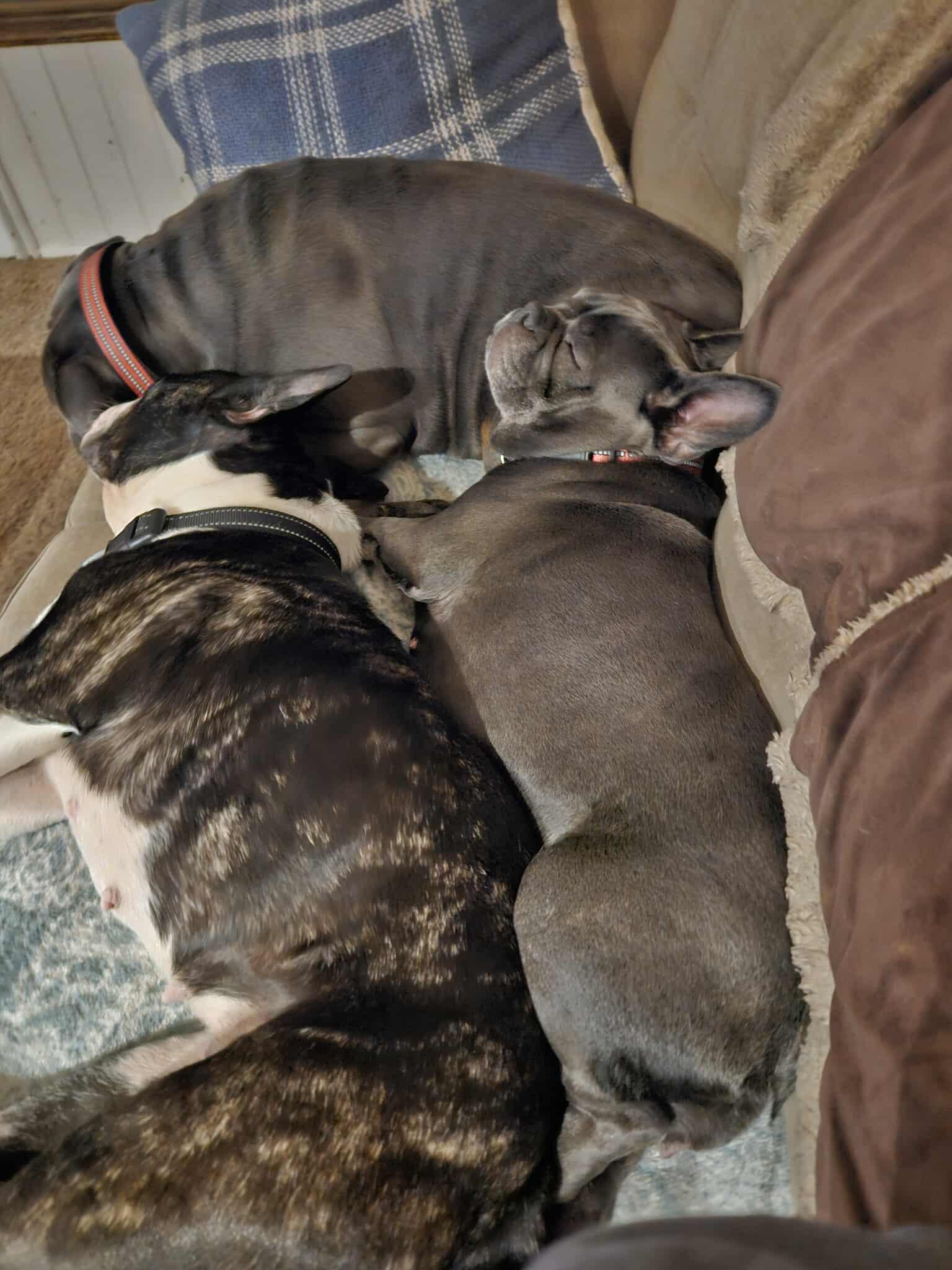 Enlarge Cola, a ADOPTABLE French Bulldog in Rochester , NY image 6/6