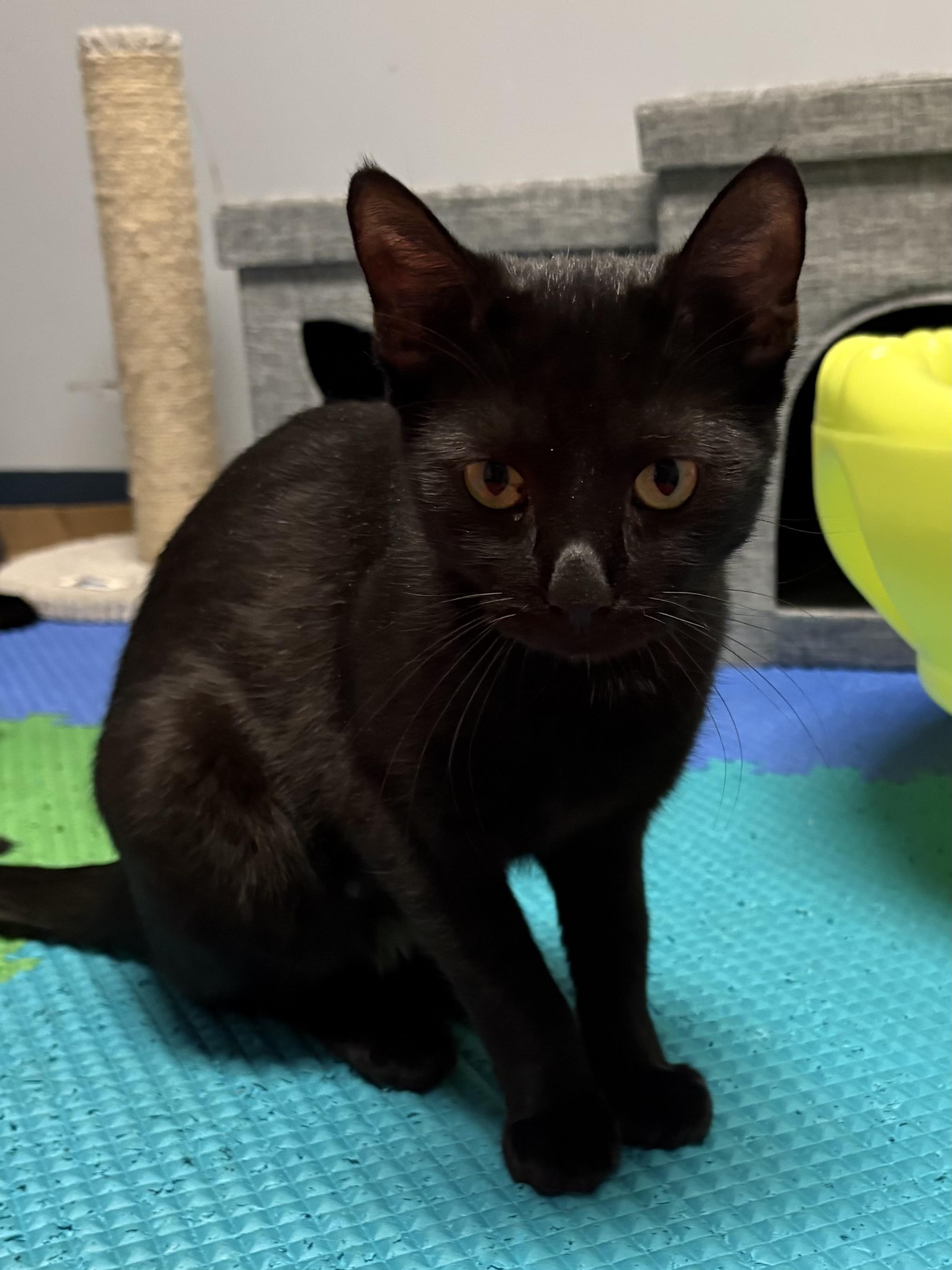 Paris, Adoptable, Young Female Domestic Short Hair.