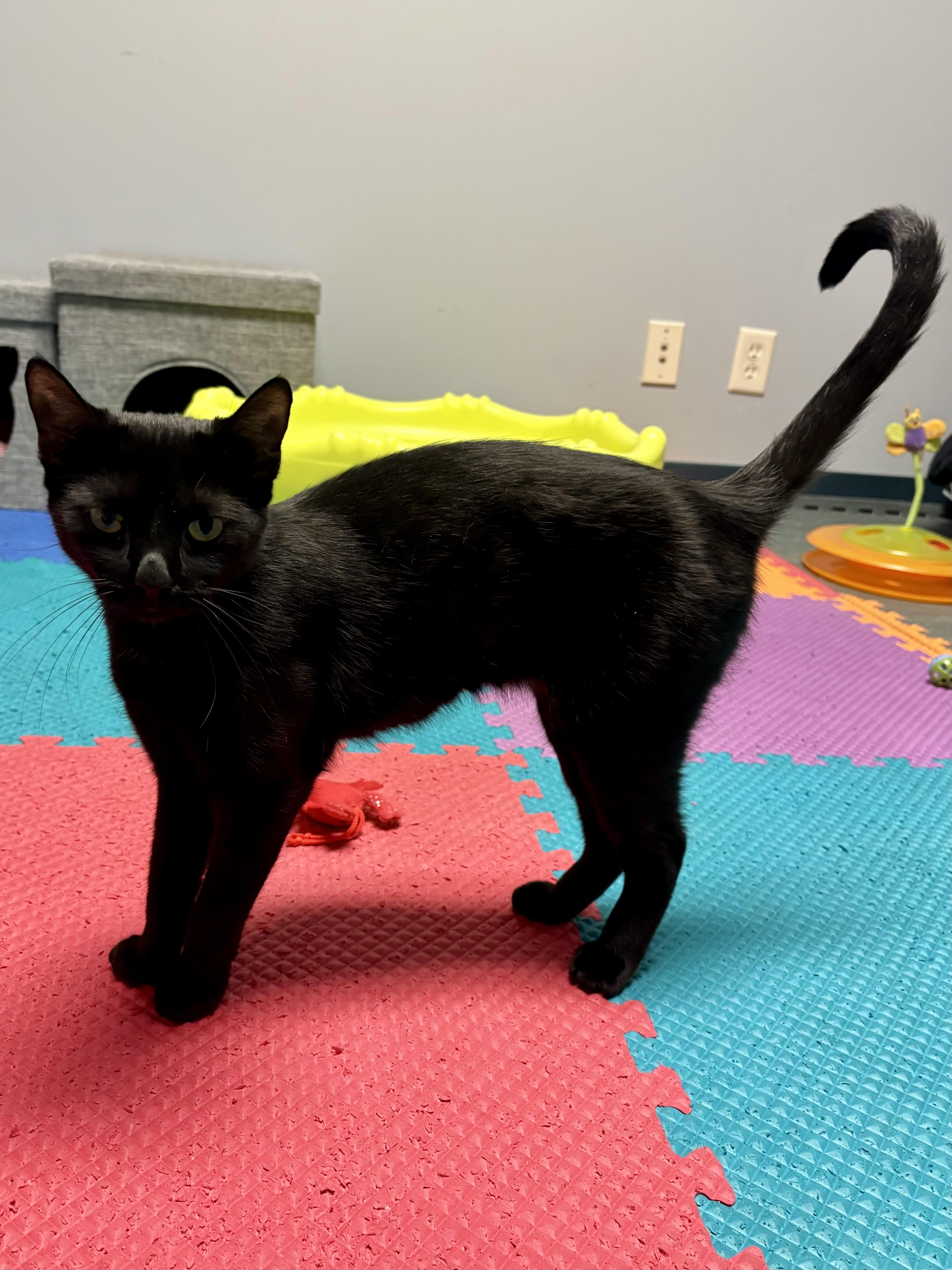 Paris, a Adoptable mixed breed in Valley Center, KS image 2/6