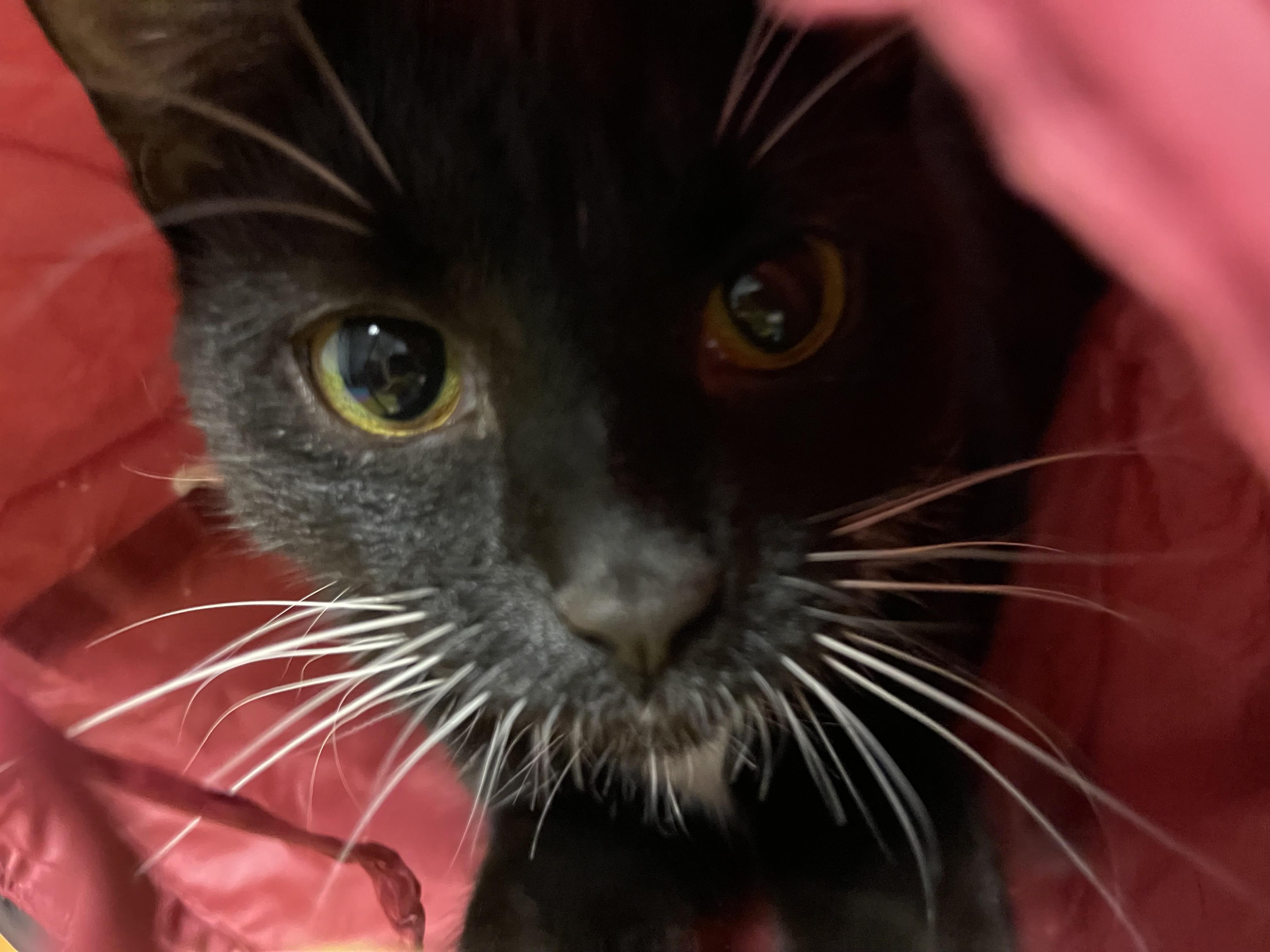 Paris, a Adoptable mixed breed in Valley Center, KS image 4/6