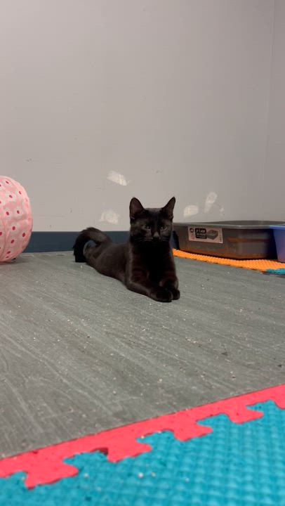 Enlarge Paris, a Adoptable mixed breed in Valley Center, KS video 5/6