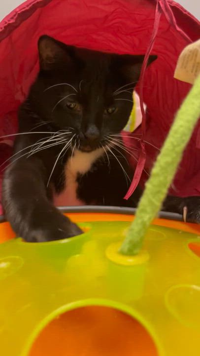 Enlarge Paris, a Adoptable mixed breed in Valley Center, KS video 6/6