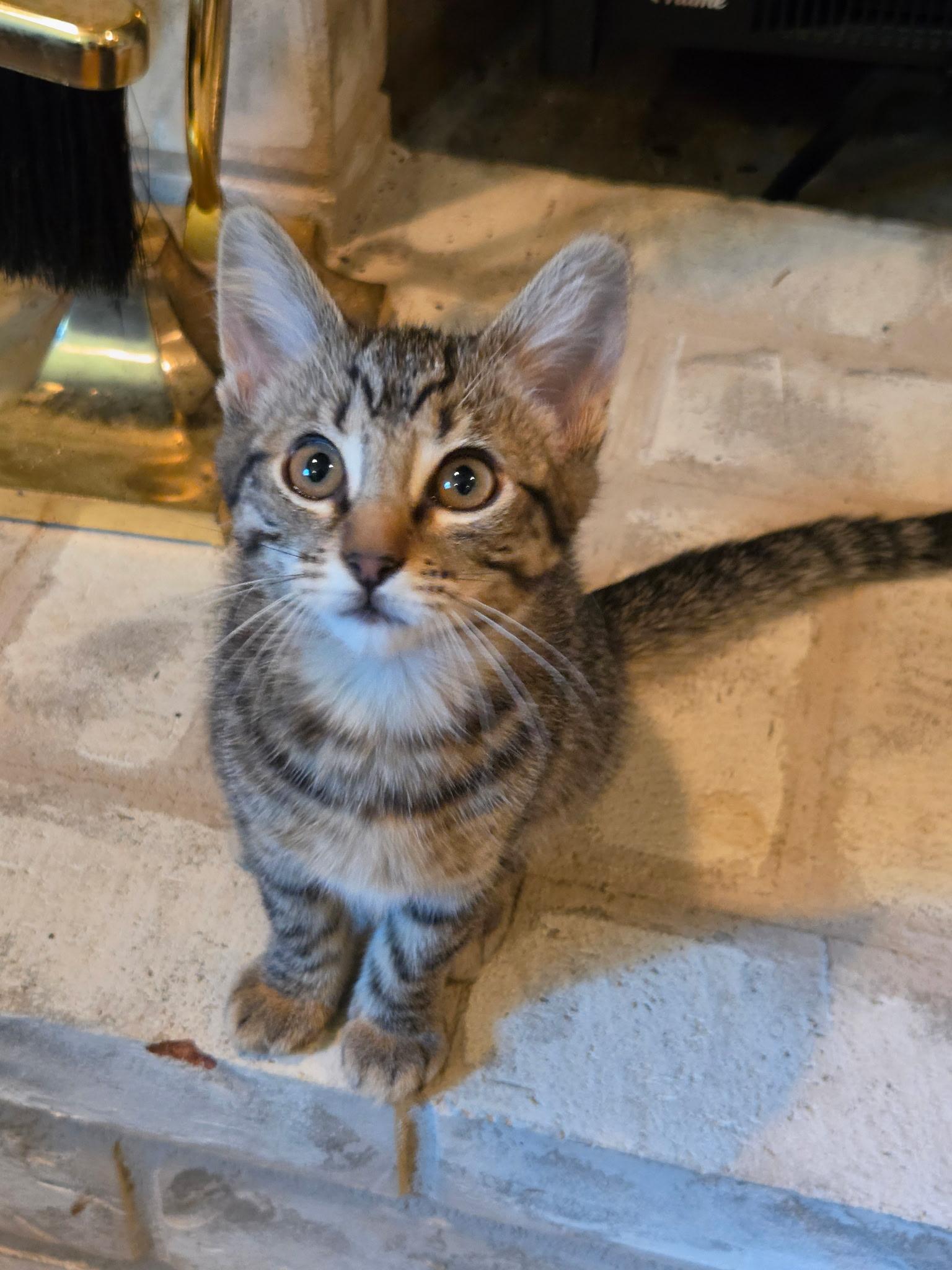 Enlarge Willow, a ADOPTABLE Tabby in Woodinville, WA image 1/2