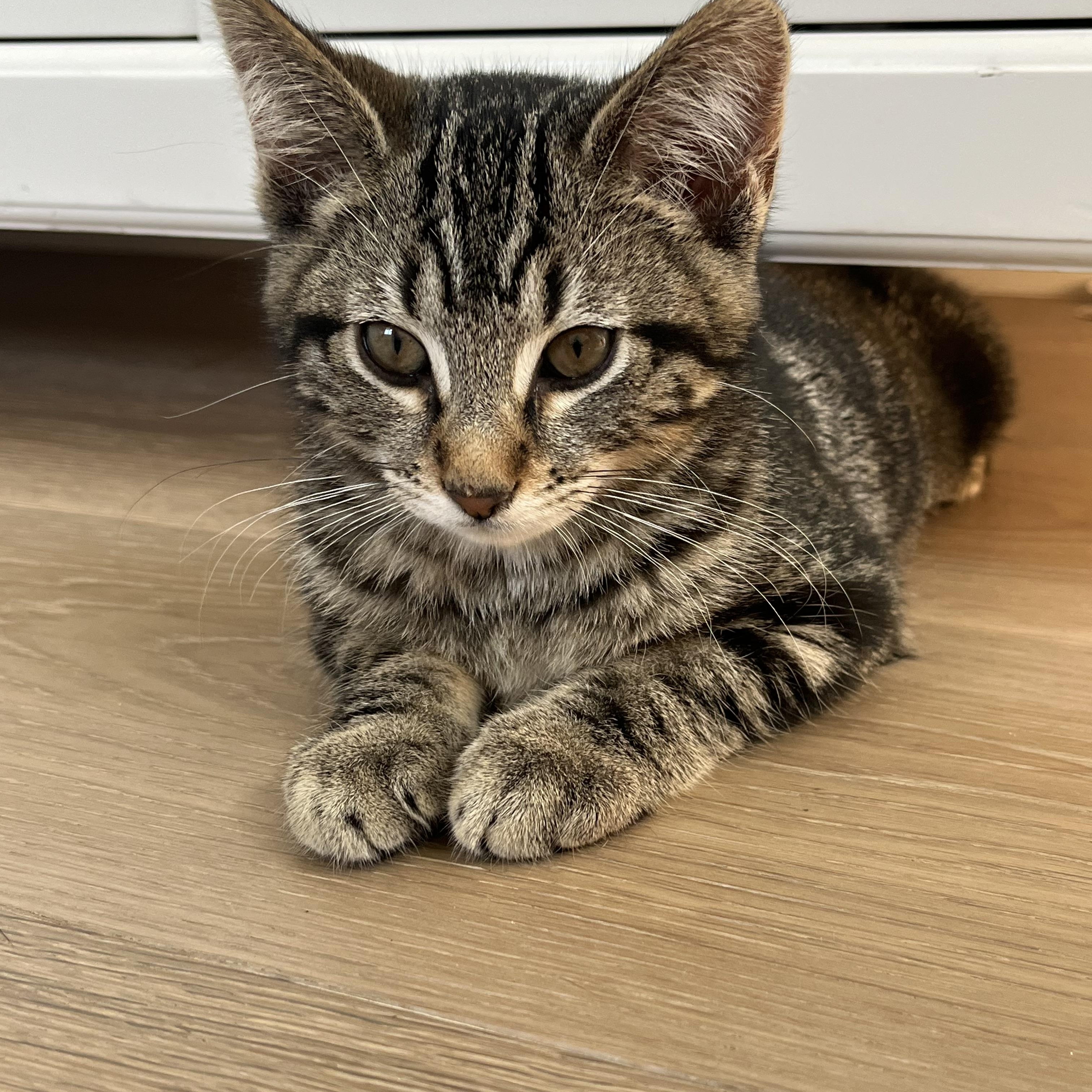 Willow, a ADOPTABLE Tabby in Woodinville, WA image 3/5