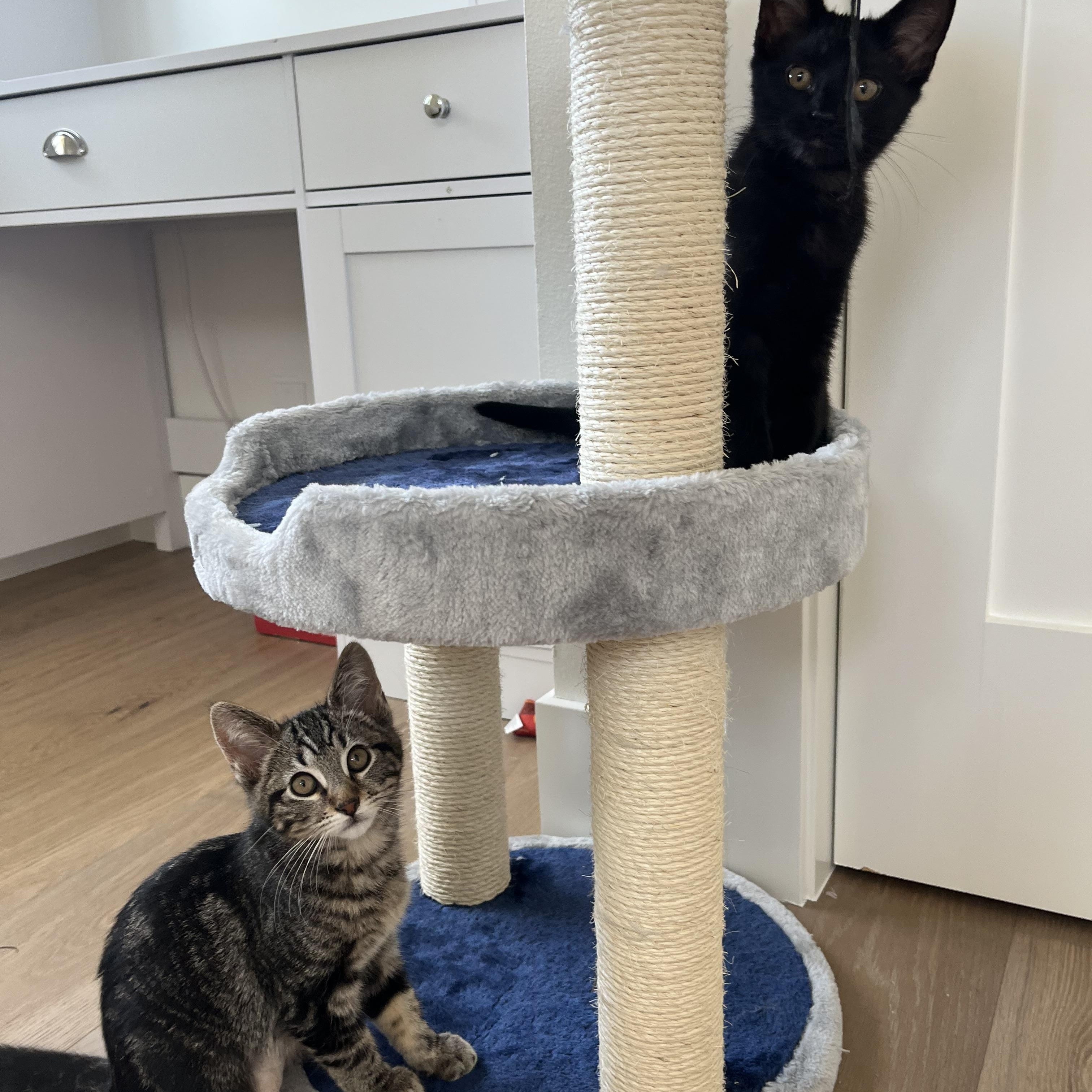 Willow, a ADOPTABLE Tabby in Woodinville, WA image 5/5