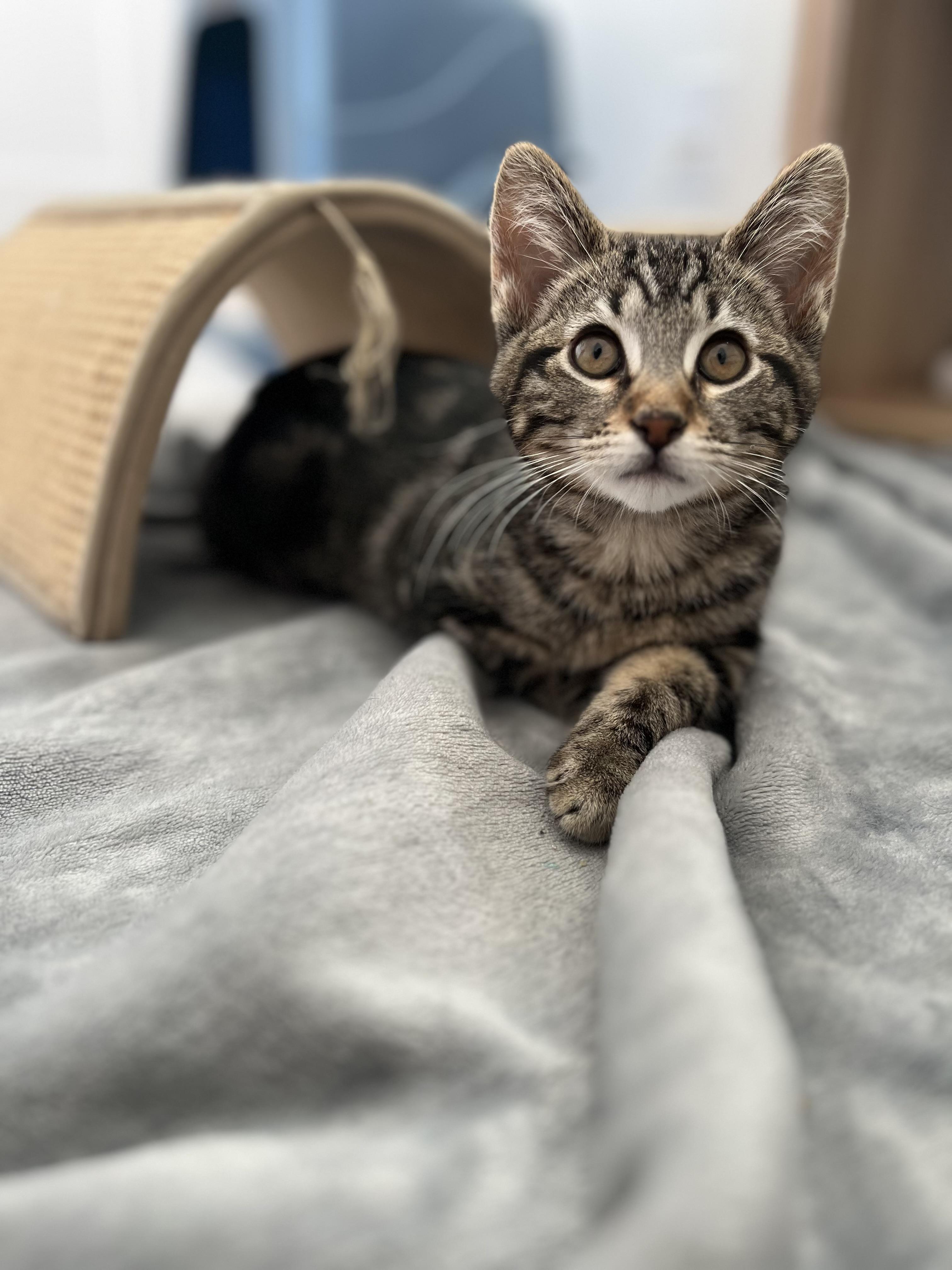 Willow, a ADOPTABLE Tabby in Woodinville, WA image 4/5