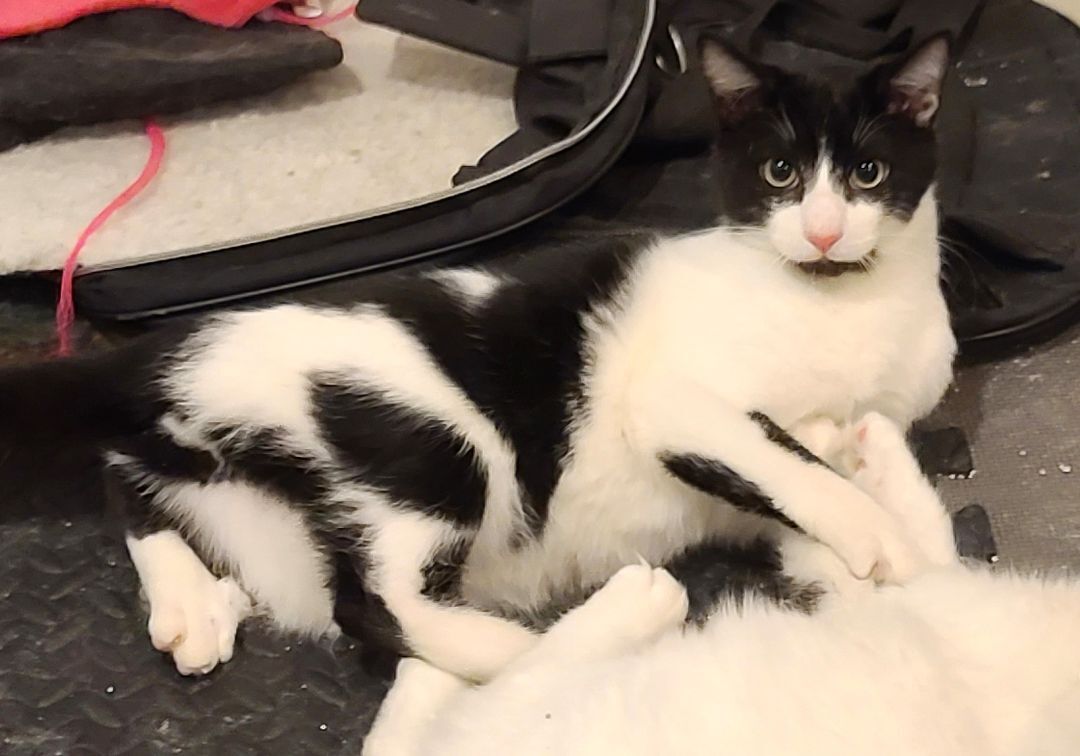 Enlarge Pleezio, a Adoptable Domestic Short Hair in Boiling Springs, PA image 1/2