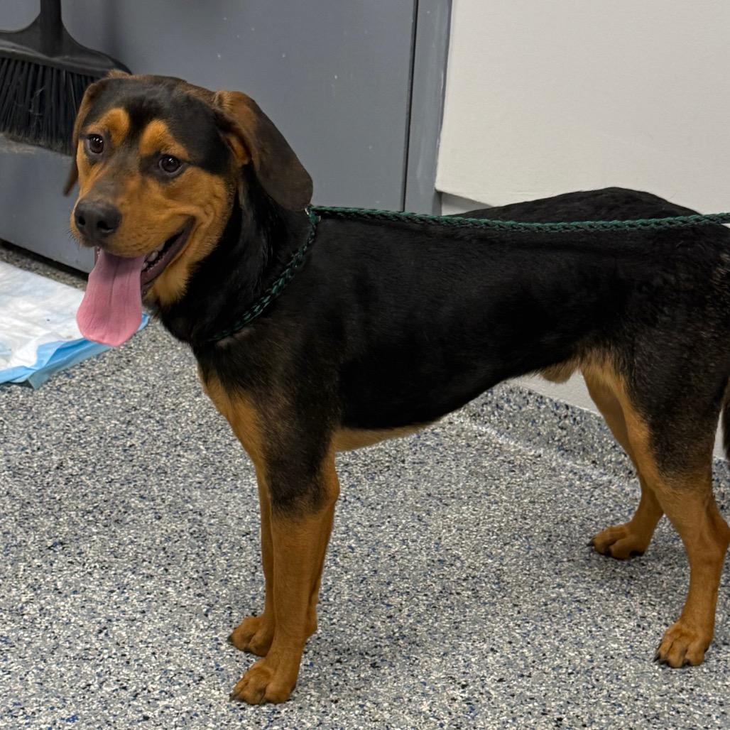 Enlarge Reeces Pieces, a Adoptable Mixed Breed in Greenville, SC image 1/1