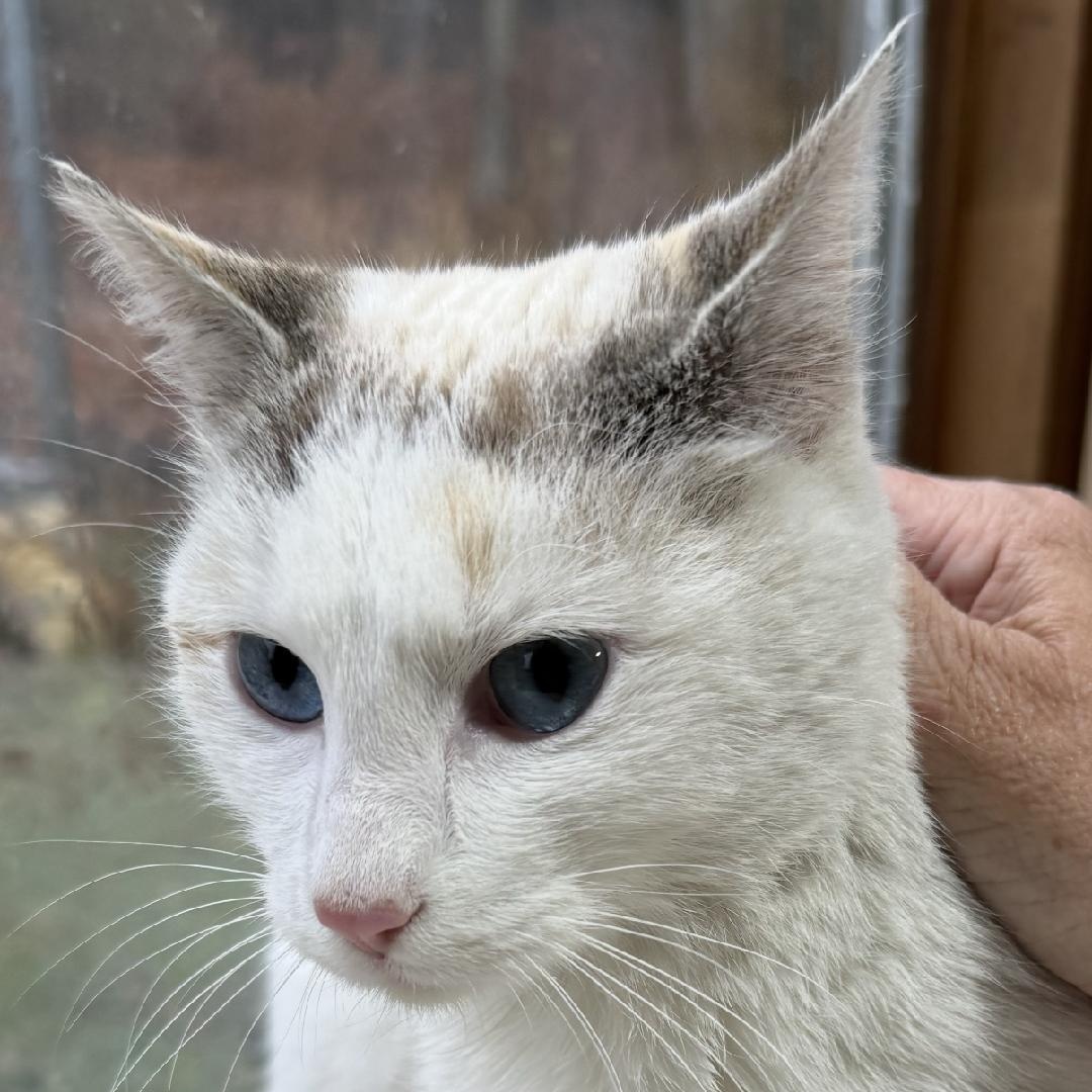 WINIKA, Adoptable, Young Female Domestic Short Hair.