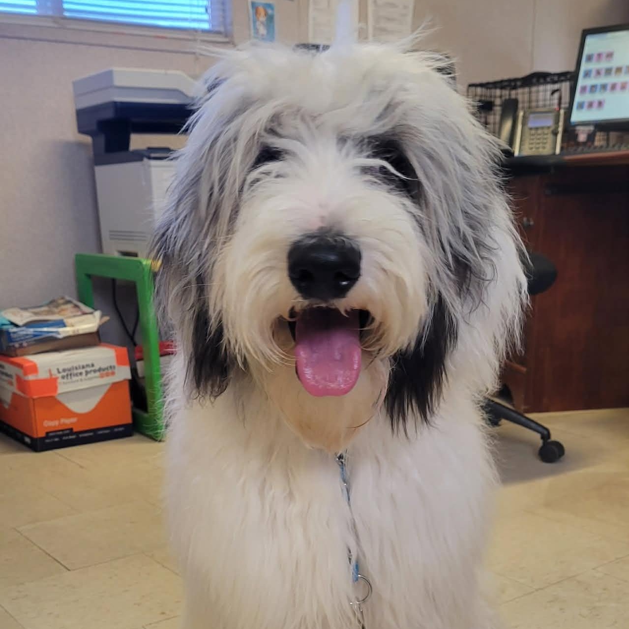 Enlarge Saint, an adopted Sheepadoodle in Tylertown, MS image 1/2