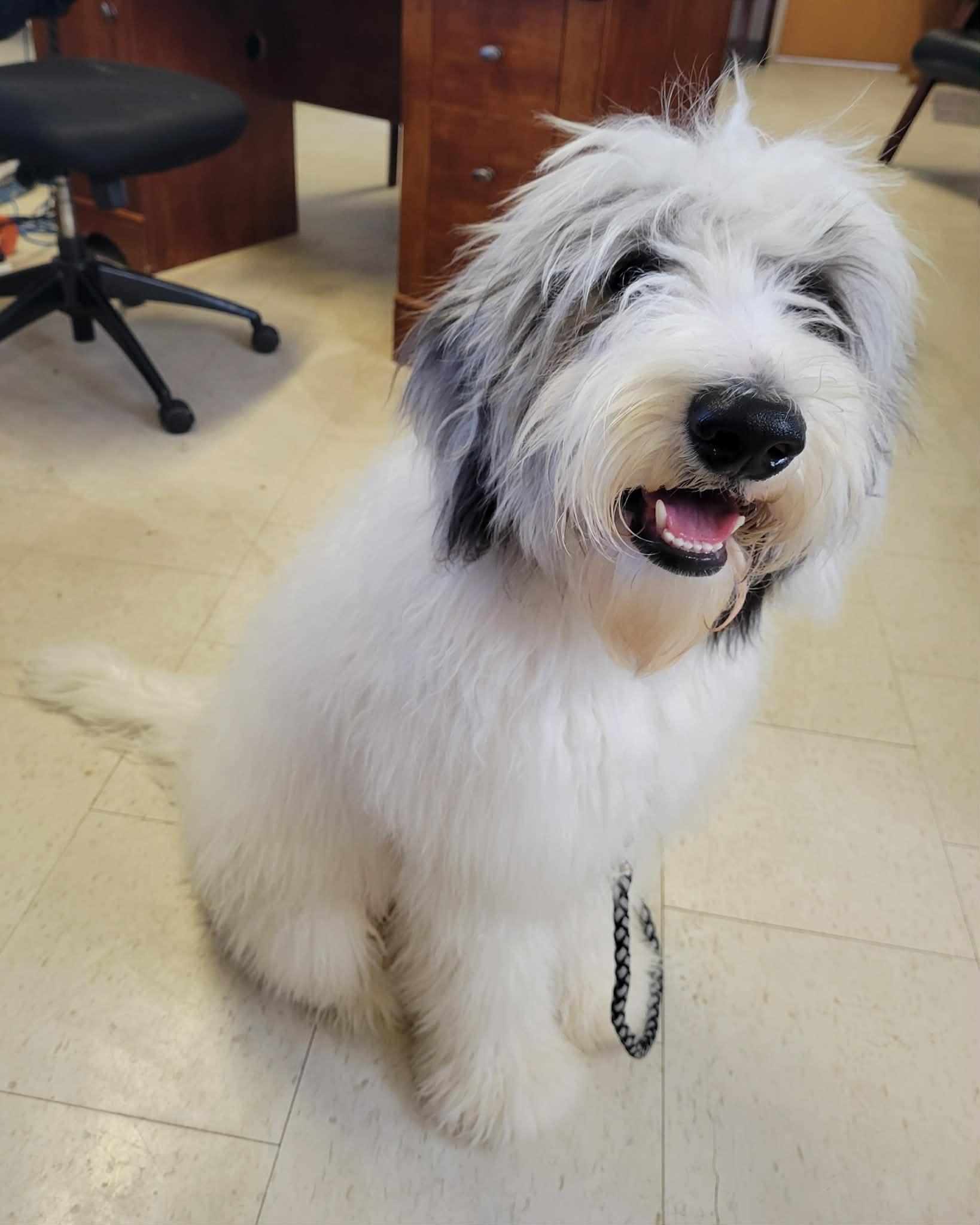 Enlarge Saint, an adopted Sheepadoodle in Tylertown, MS image 2/2