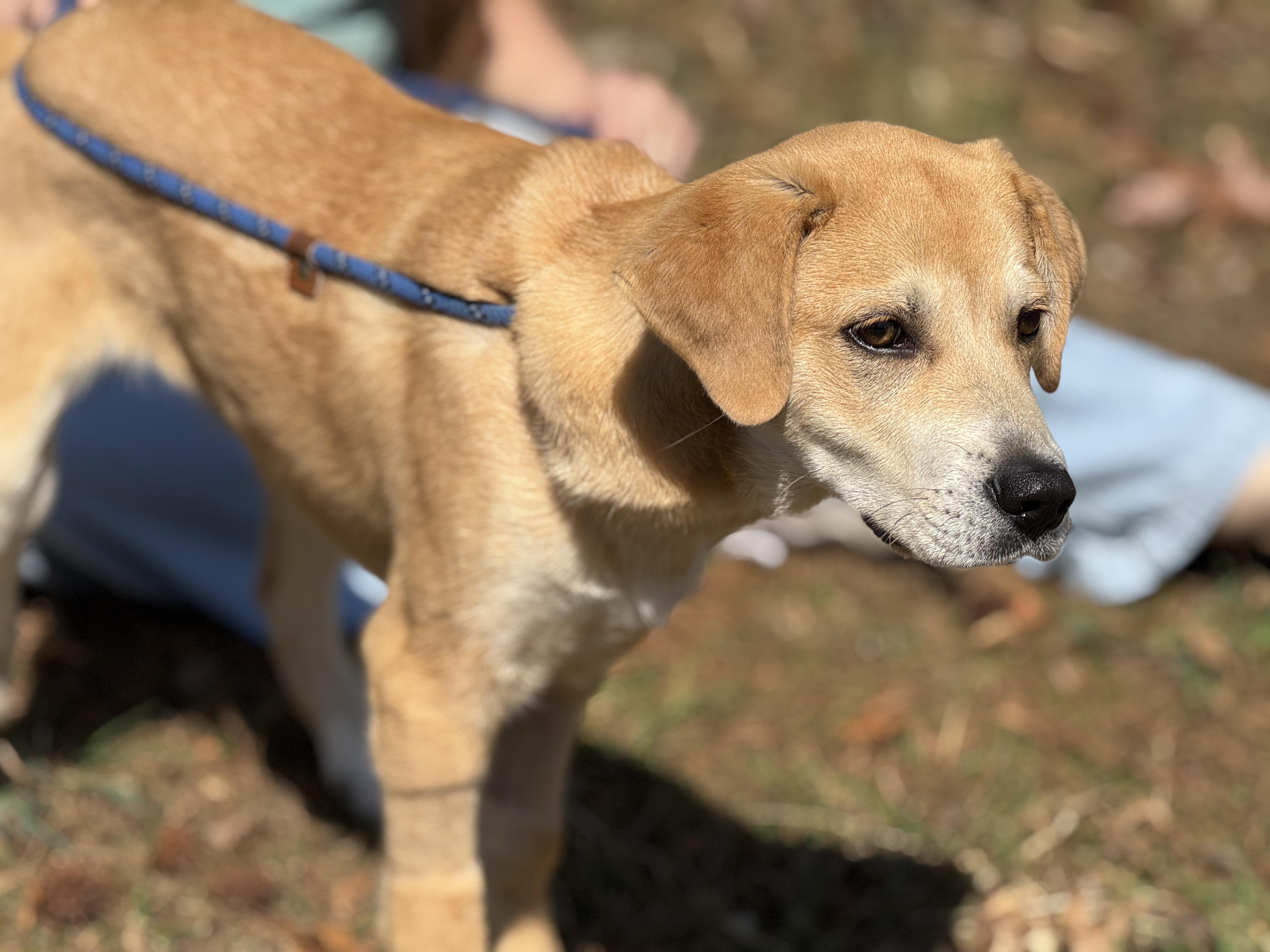 Enlarge Reggie, a ADOPTABLE mixed breed in Richmond, VA image 2/6