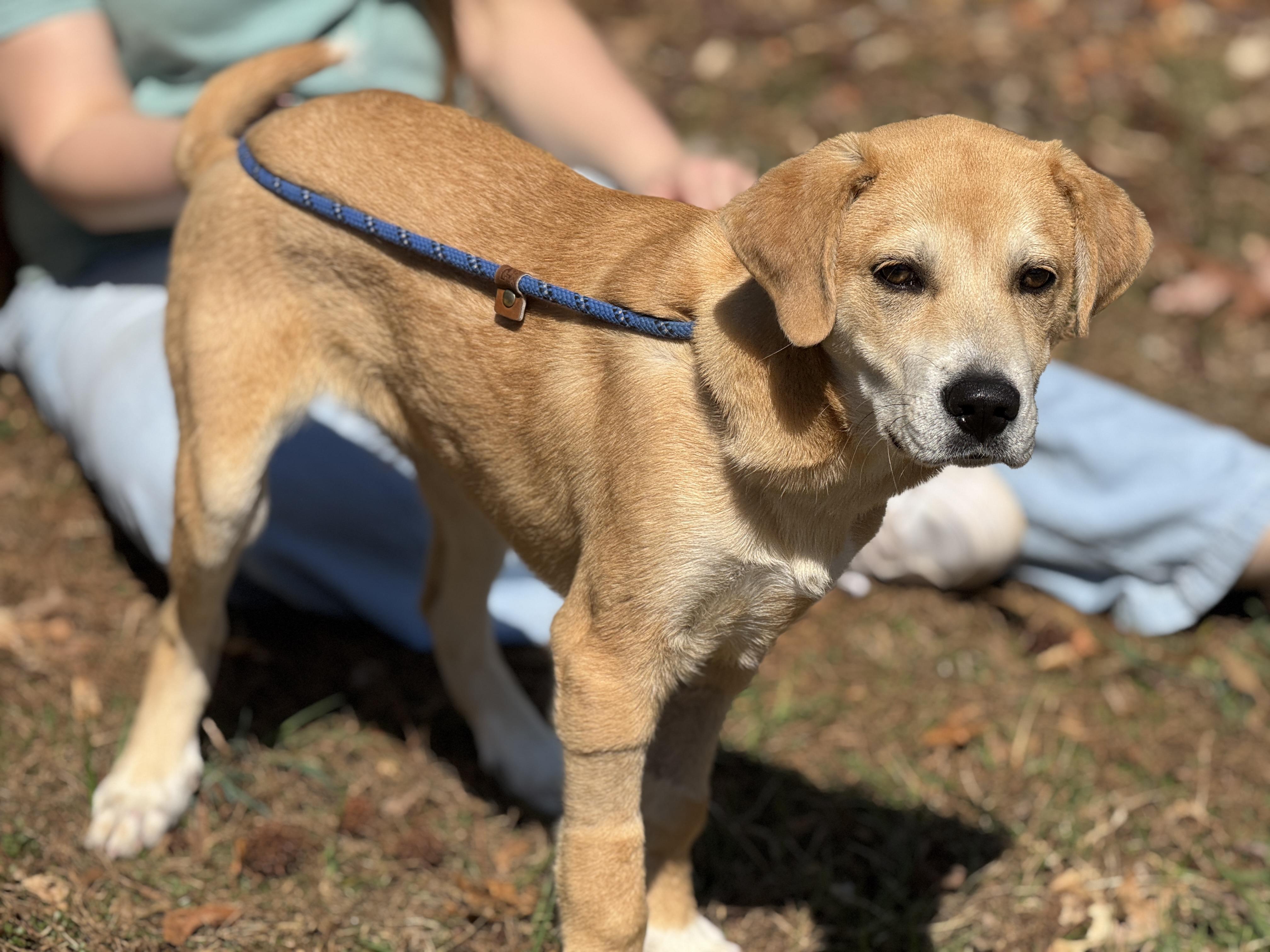 Enlarge Reggie, a ADOPTABLE mixed breed in Richmond, VA image 5/6