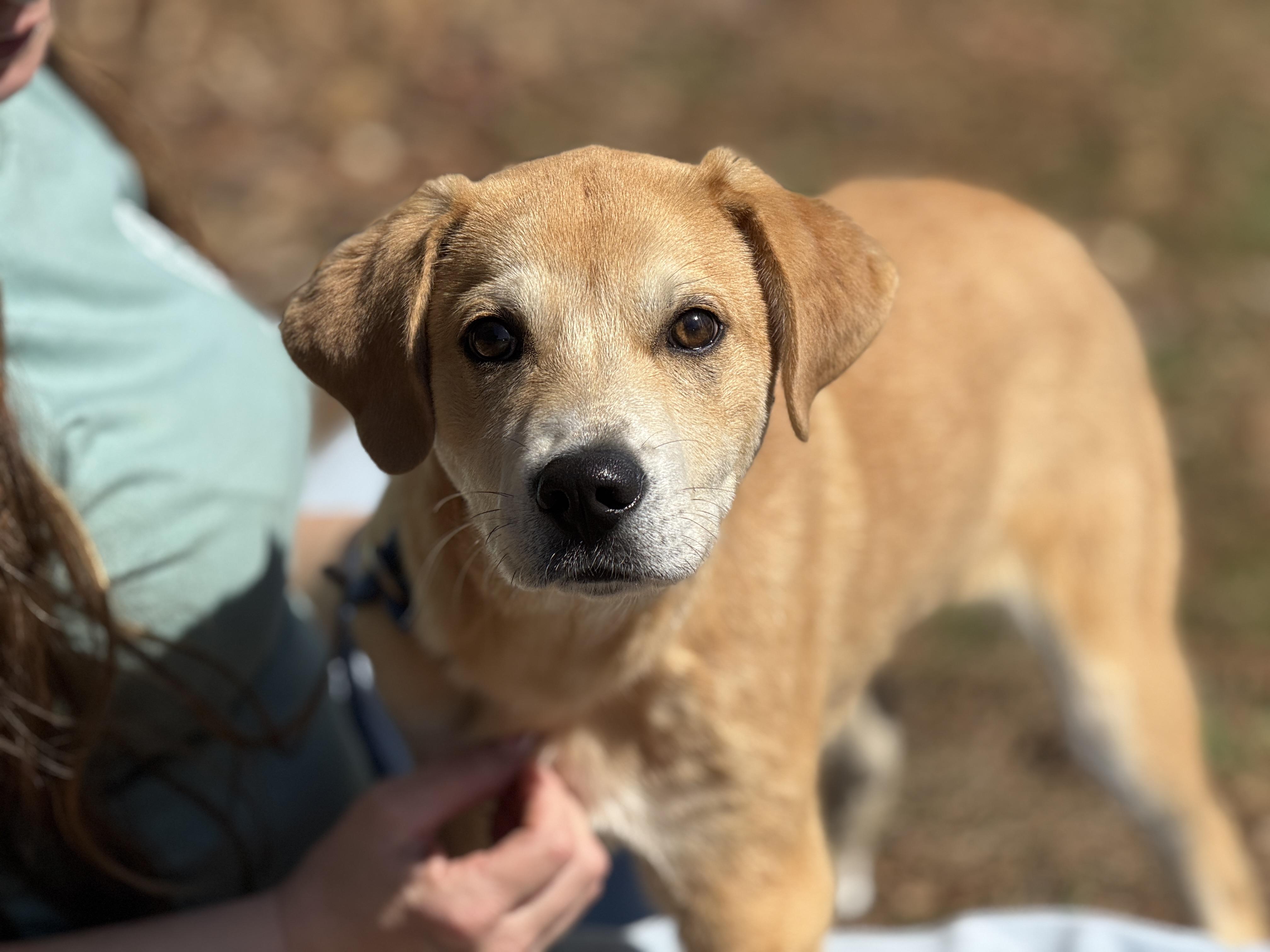 Enlarge Reggie, a ADOPTABLE mixed breed in Richmond, VA image 4/6