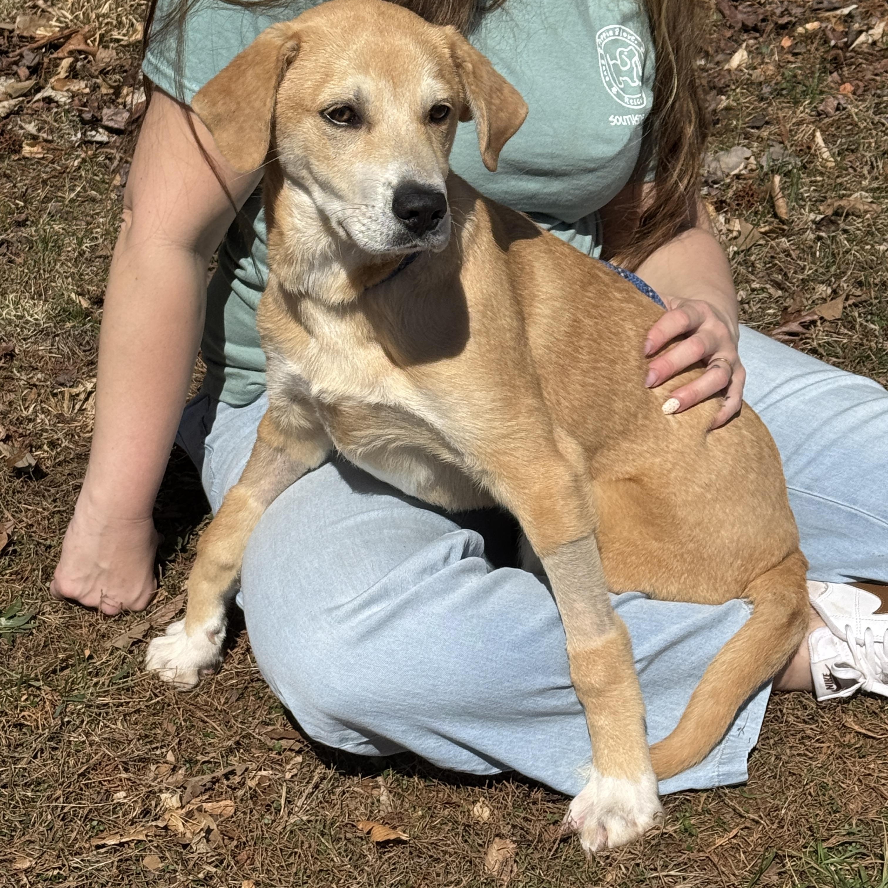 Enlarge Reggie, a ADOPTABLE mixed breed in Richmond, VA image 6/6