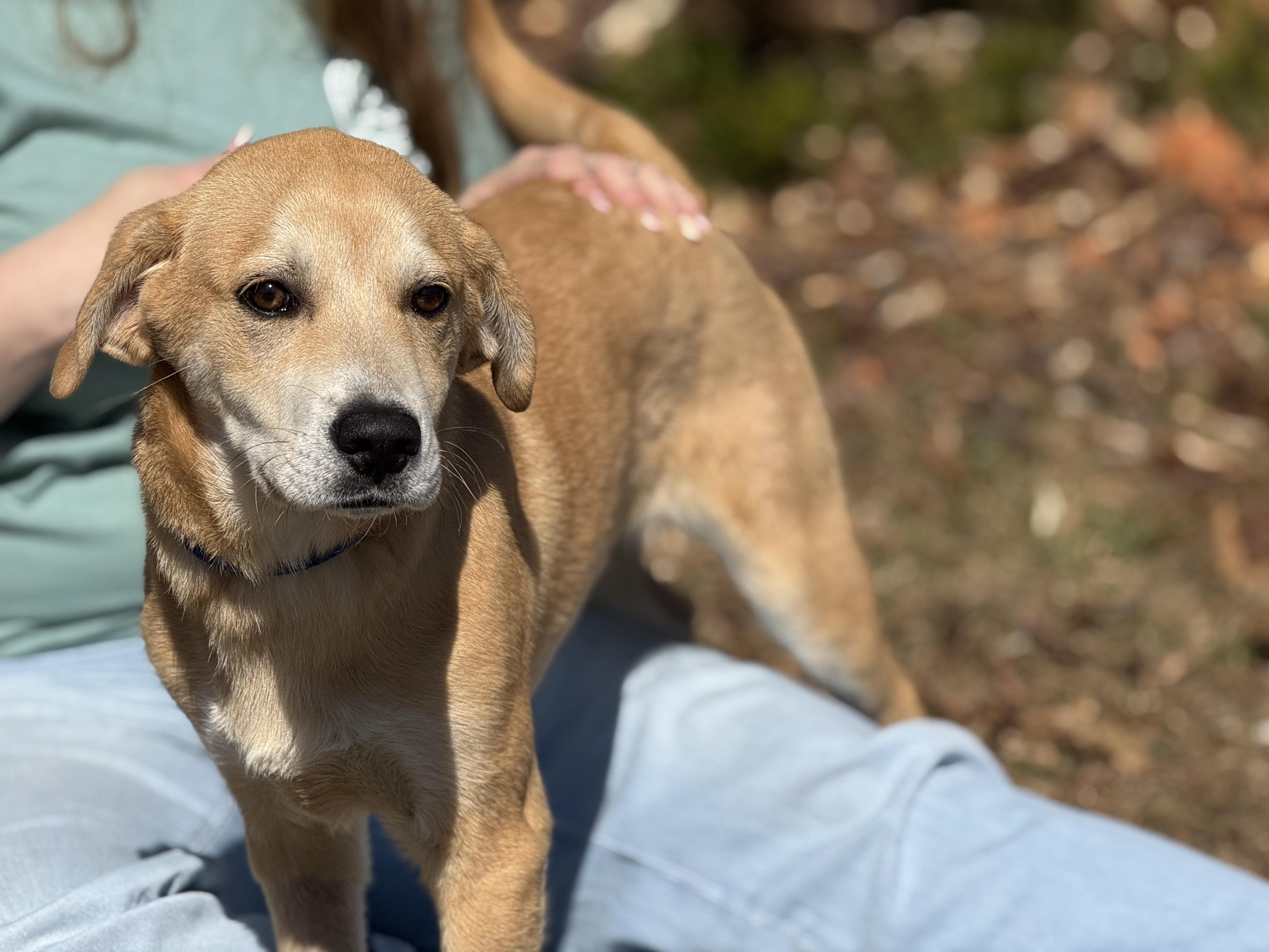 Enlarge Reggie, a ADOPTABLE mixed breed in Richmond, VA image 3/6