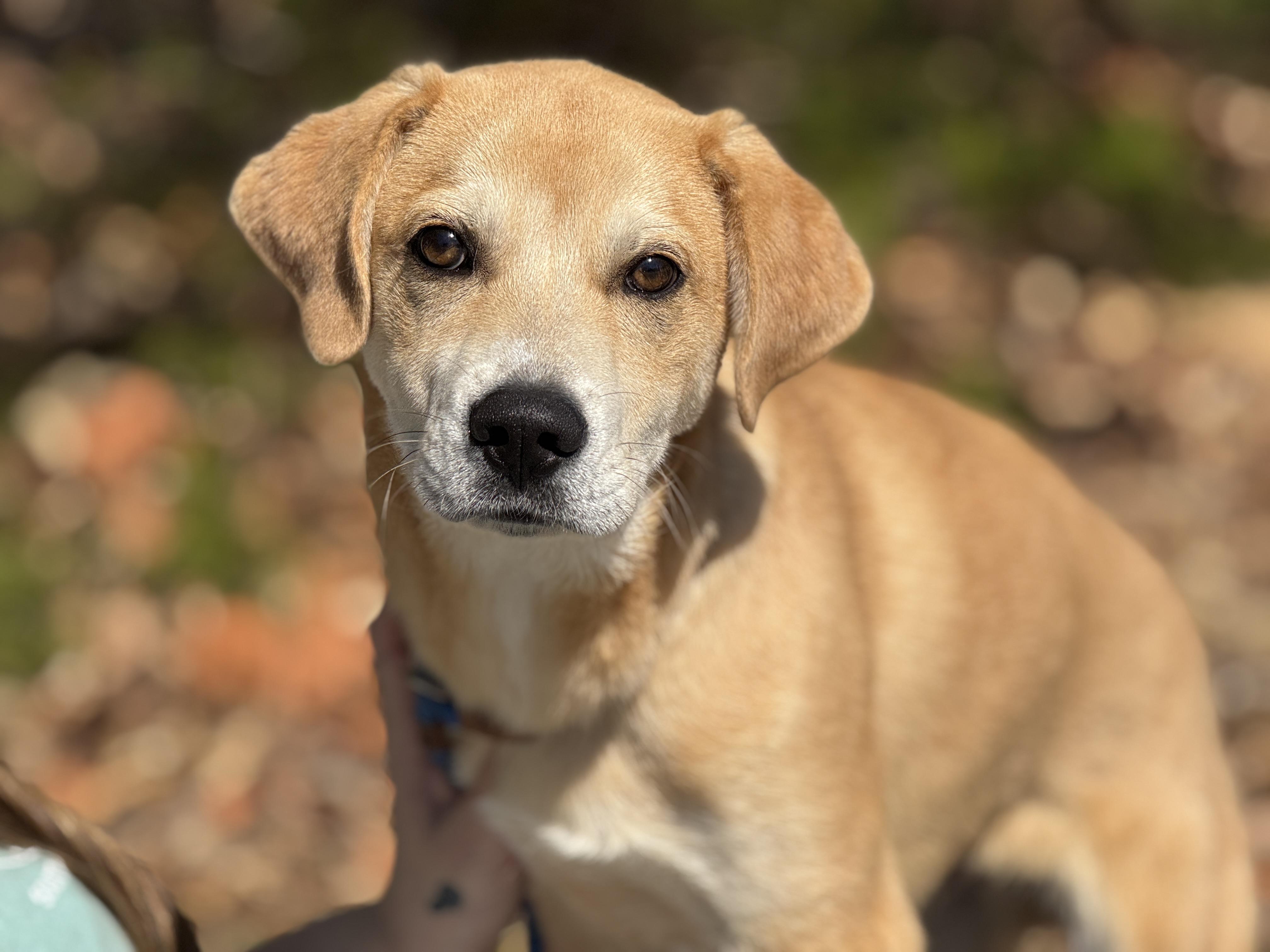 Enlarge Reggie, a ADOPTABLE mixed breed in Richmond, VA image 1/6