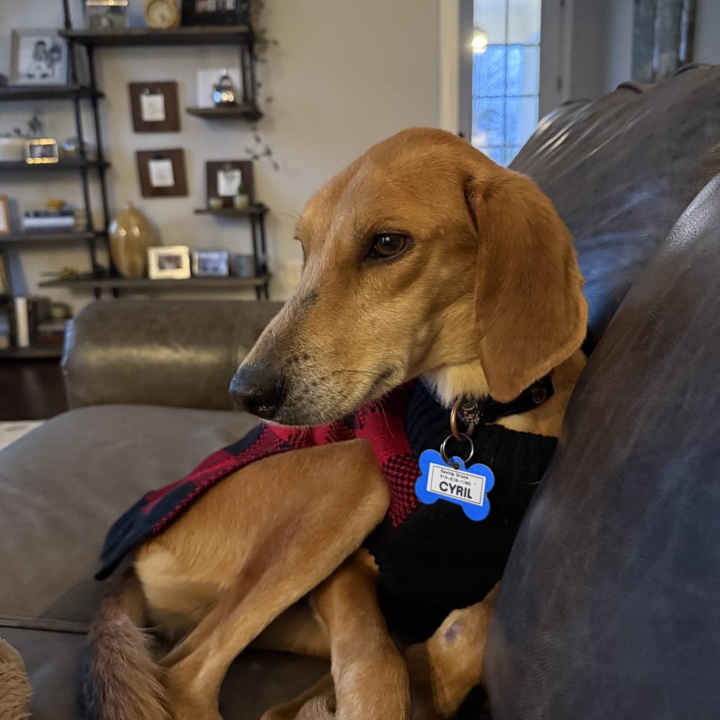 Enlarge Cyril, a Adoptable Hound in Wake Forest, NC image 1/6