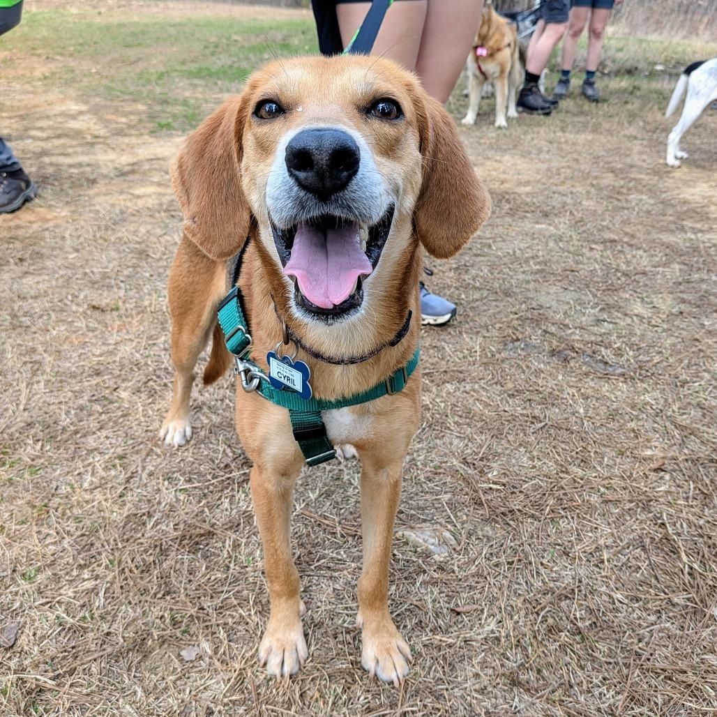 Enlarge Cyril, a Adoptable Hound in Wake Forest, NC image 2/6