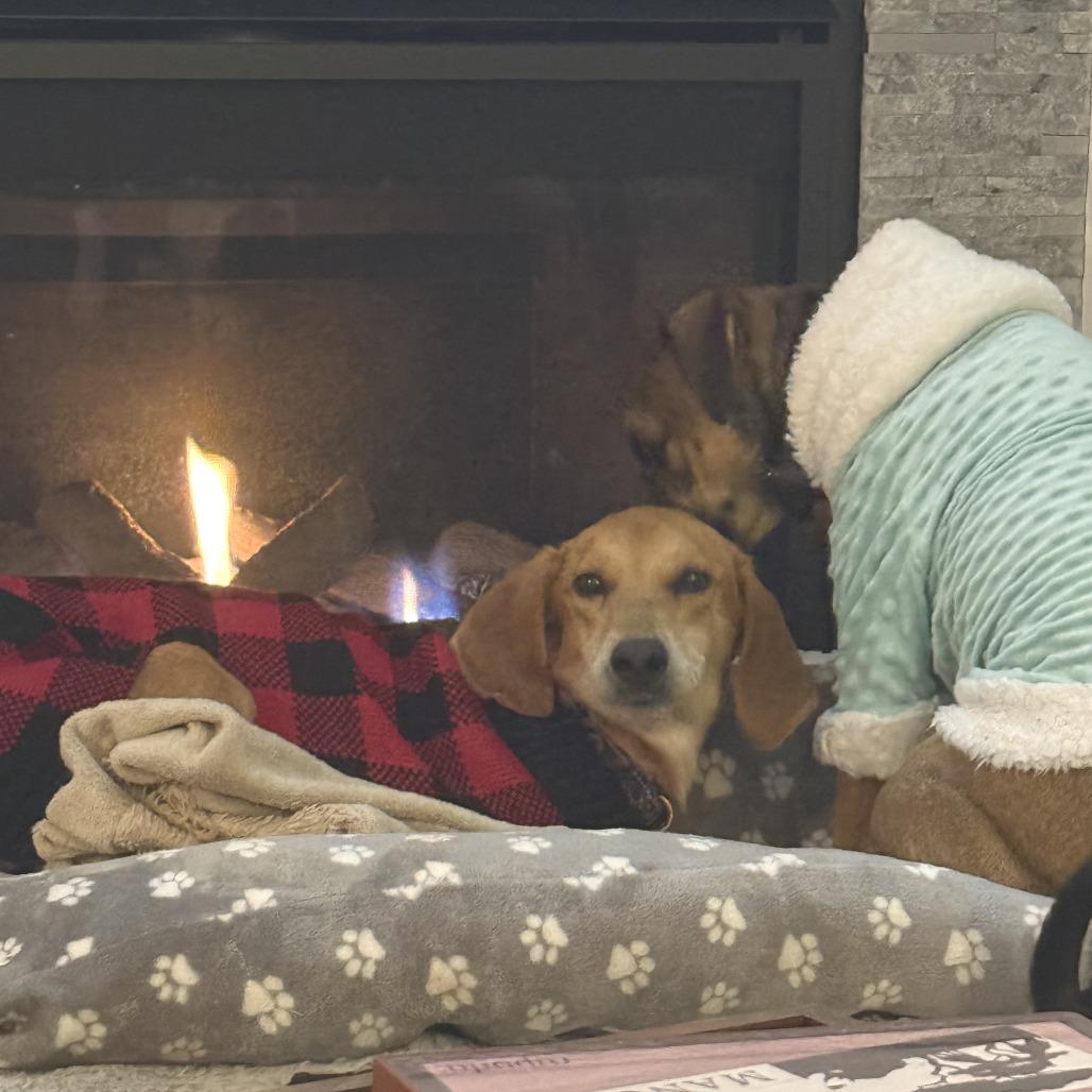 Enlarge Cyril, a Adoptable Hound in Wake Forest, NC image 2/6