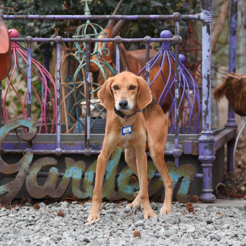 Enlarge Cyril, a Adoptable Hound in Wake Forest, NC image 3/6
