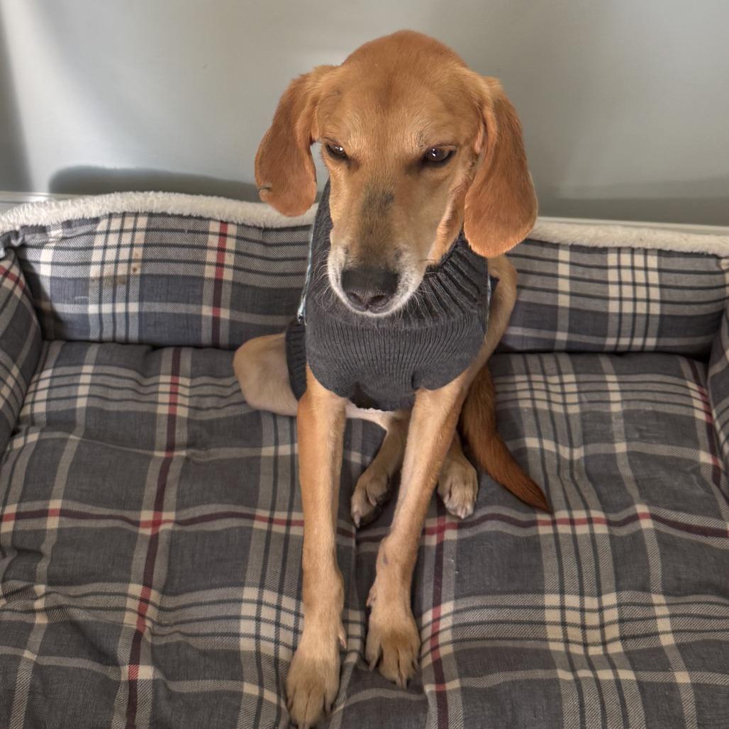 Enlarge Cyril, a Adoptable Hound in Wake Forest, NC image 4/6