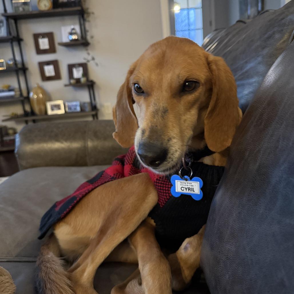 Enlarge Cyril, a Adoptable Hound in Wake Forest, NC image 6/6