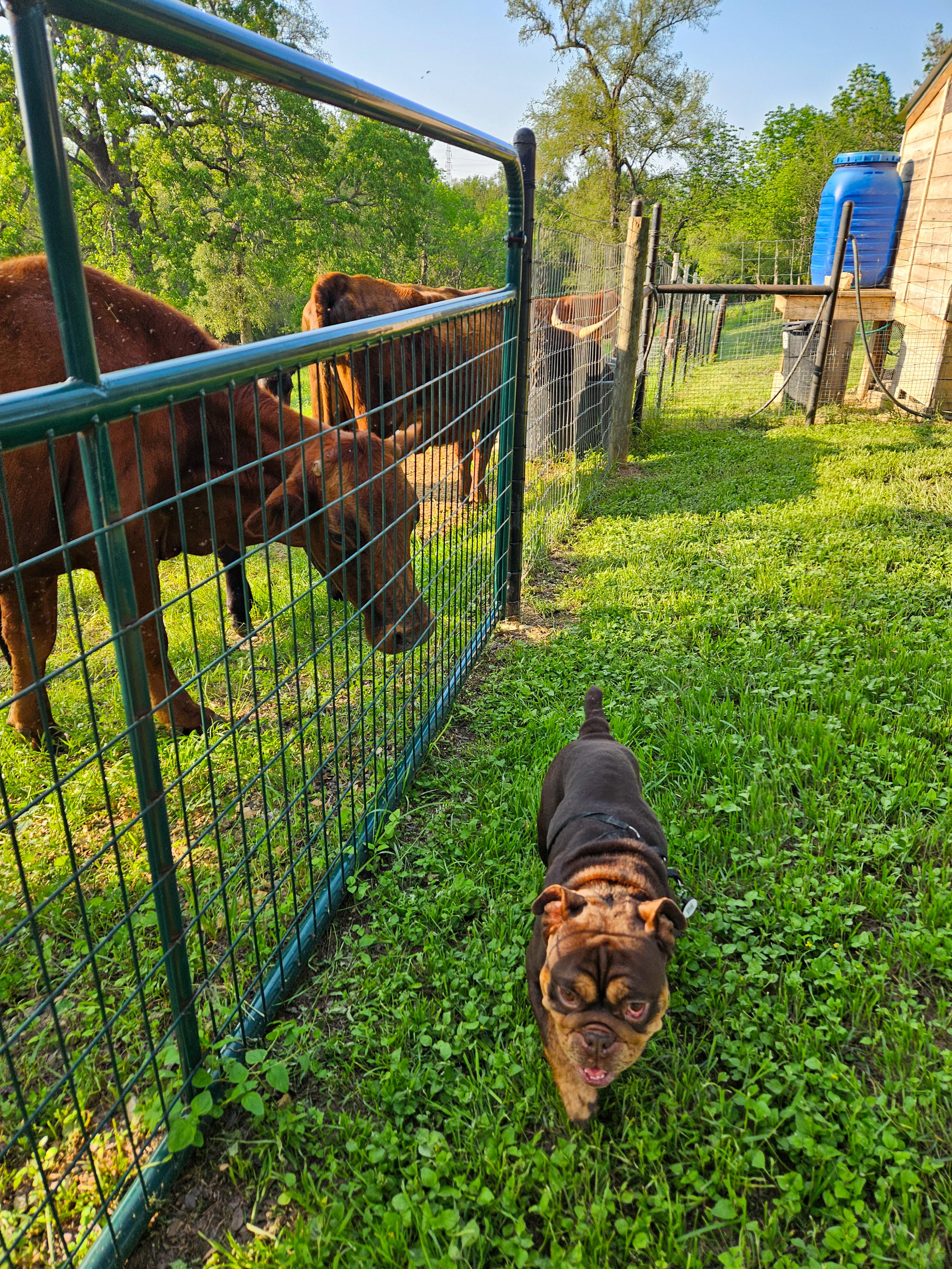 Mocha, an adopted mixed breed in Haslet, TX image 2/3