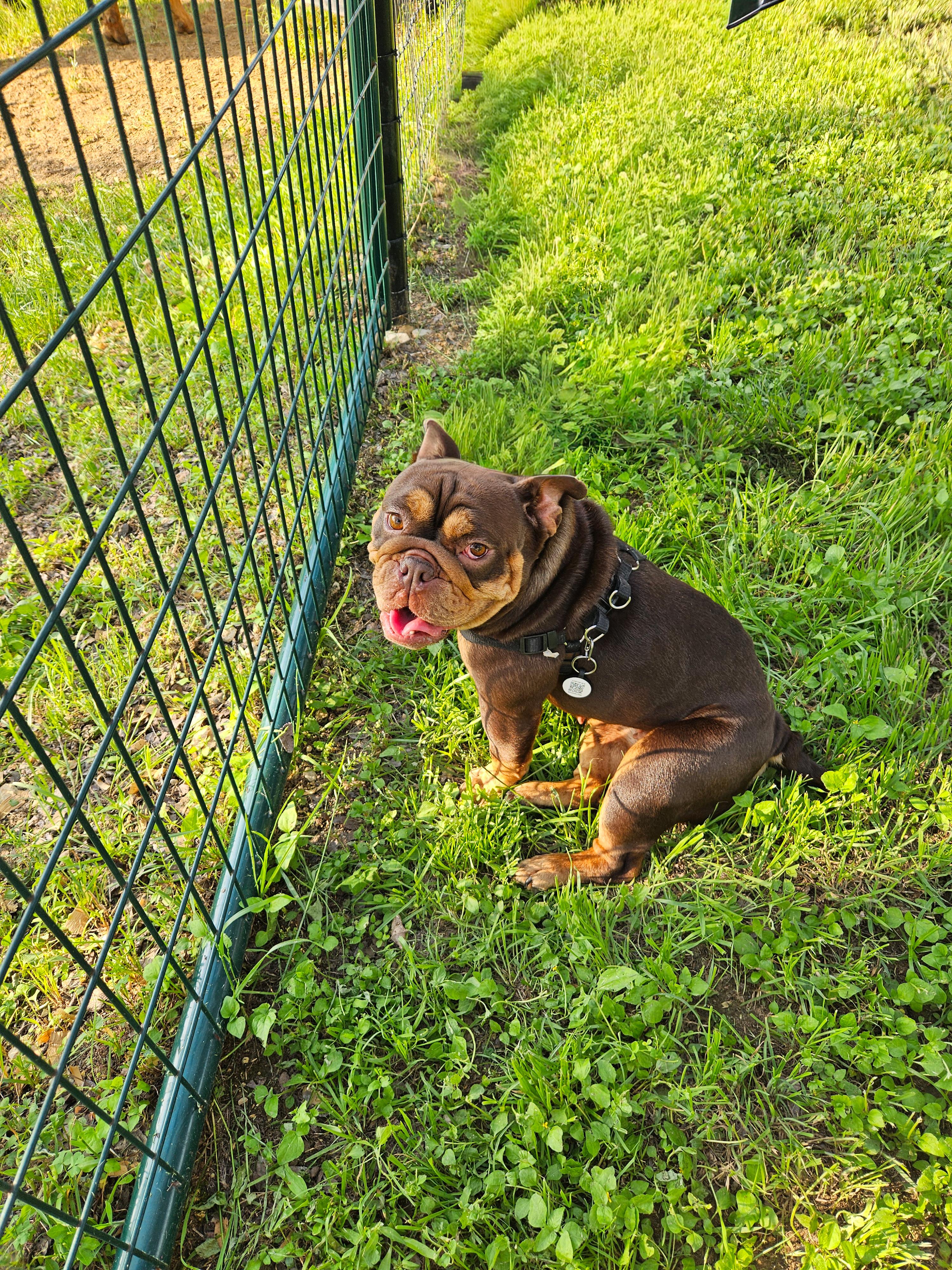 Mocha, adopted, Young Female English Bulldog & French Bulldog.