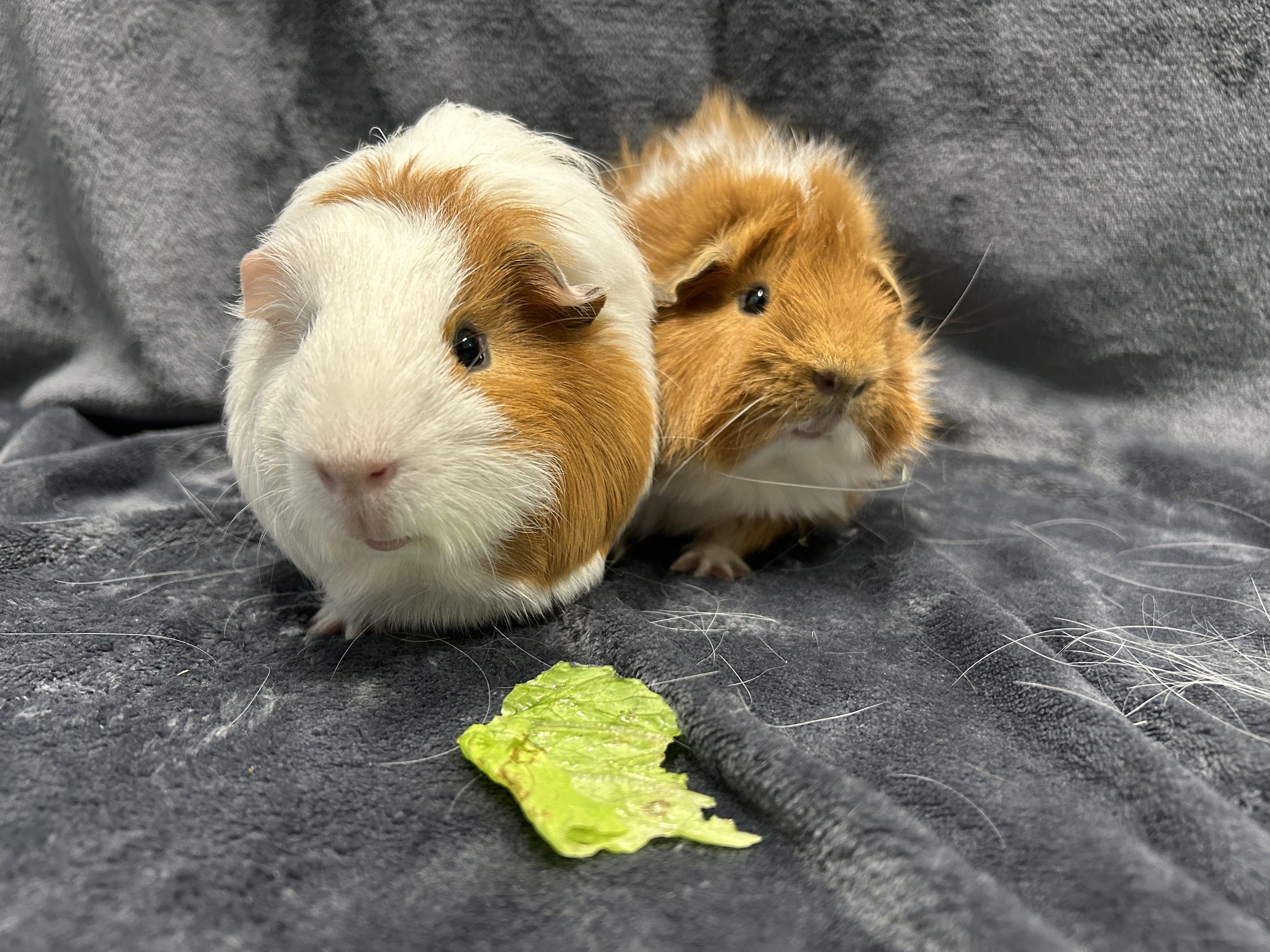 Theodore and Josiah, an adopted Guinea Pig in Edgewood, MD image 3/6