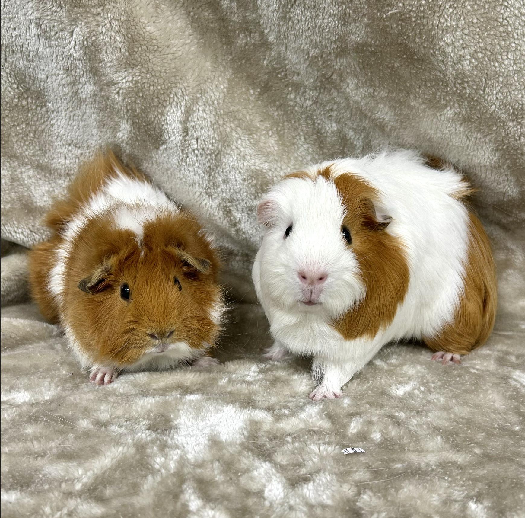 Theodore and Josiah, an adopted Guinea Pig in Edgewood, MD image 2/6