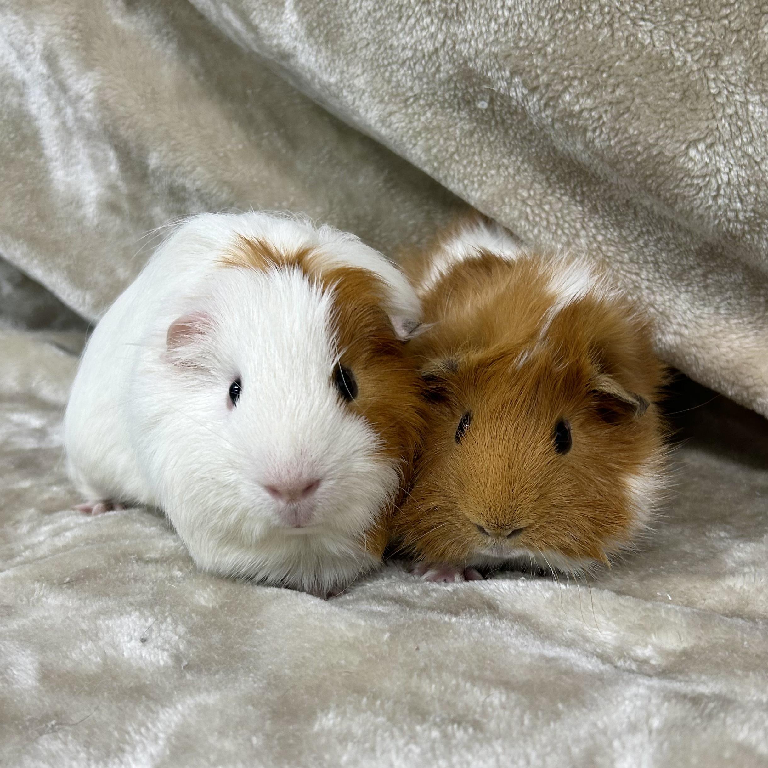 Theodore and Josiah, an adopted Guinea Pig in Edgewood, MD image 1/6