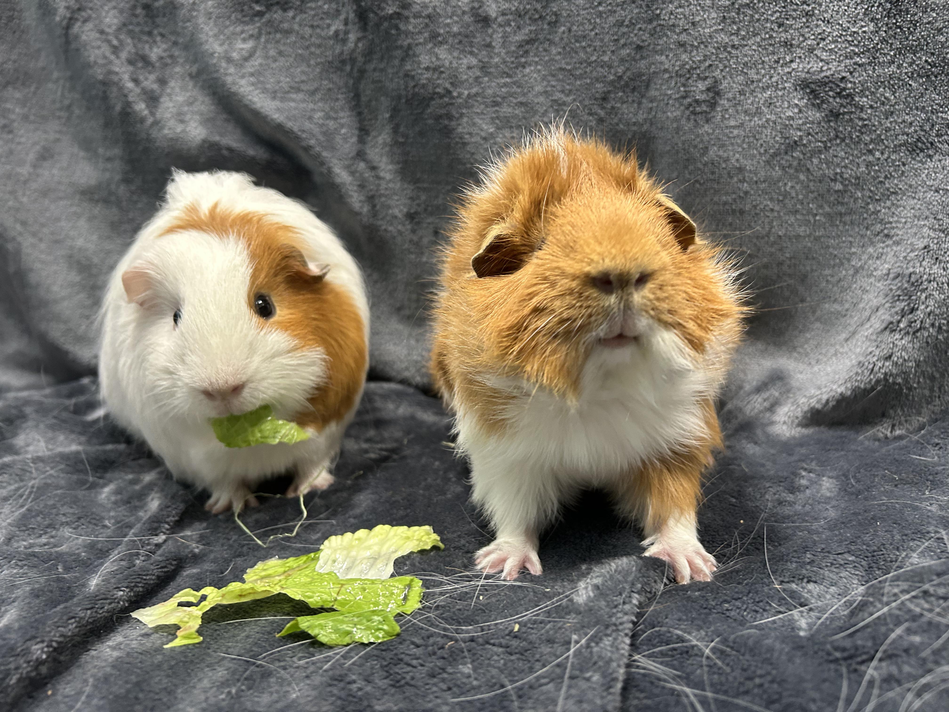 Theodore and Josiah, an adopted Guinea Pig in Edgewood, MD image 4/6