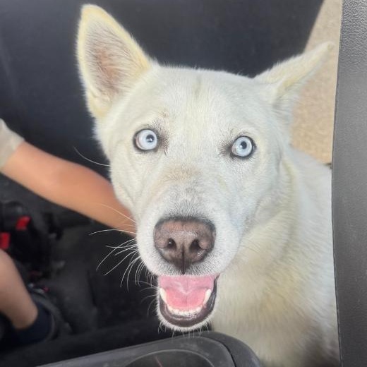 Enlarge Mr. Frosty, a Adoptable Husky in Acton, CA image 1/3