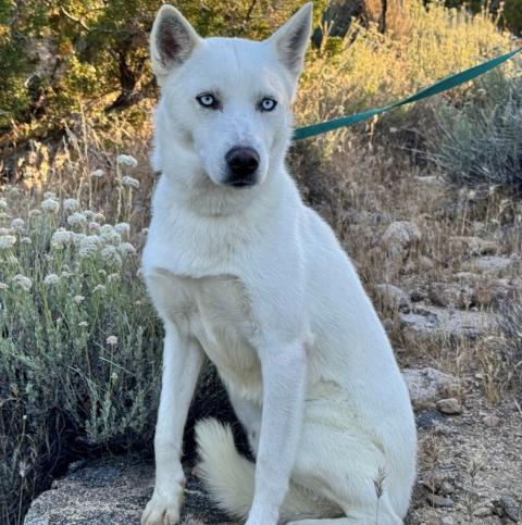 Enlarge Mr. Frosty, a Adoptable Husky in Acton, CA image 2/3