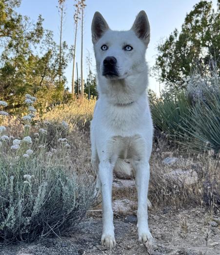 Enlarge Mr. Frosty, a Adoptable Husky in Acton, CA image 3/3