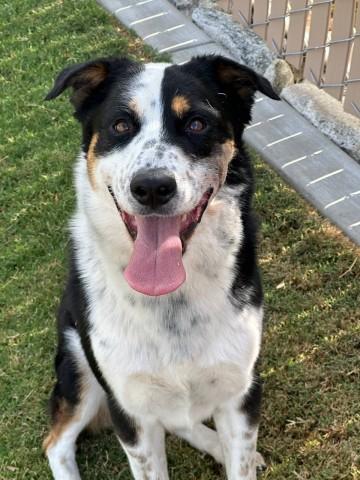 RALPH, Adoptable, Adult Male Border Collie & Mixed Breed.