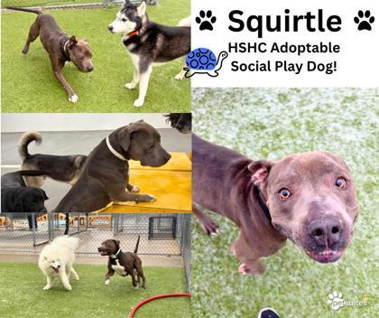 Squirtle — thumbnail 2