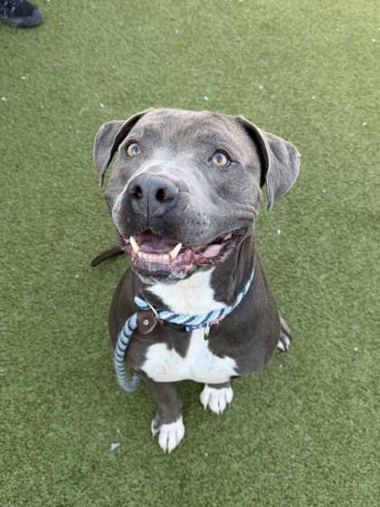 Squirtle — thumbnail 3